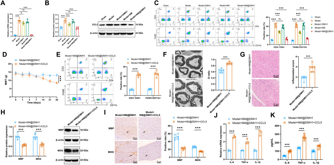 A multi-panel figure presents various experimental data. Panels A and B show bar graphs of relative mRNA and protein expression levels with a Western blot image. Panel C displays flow cytometry plots and corresponding positive rates. Panel D features a line graph of MWT over time. Panel E contains scatter plots and bar graphs of immune cell percentages. Panel F shows microscopy images of nerves and a G-ratio chart. Panel G includes histology images with an inflammation score. Panel H presents a protein expression bar graph with Western blot images. Panel I contains immunohistochemistry images and positive rate bars. Panels J and K display cytokine mRNA and protein expression levels with bar graphs. Statistical significance is indicated throughout.