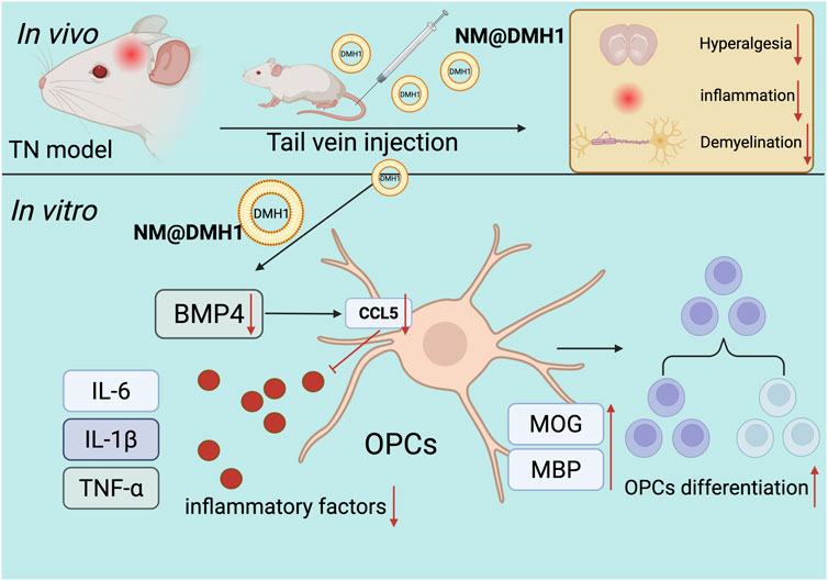 Diagram illustrating the in vivo and in vitro effects of NM@DMH1 on a TN model. Top section shows a mouse undergoing tail vein injection with NM@DMH1, leading to reduced hyperalgesia, inflammation, and demyelination. The bottom section shows in vitro effects, where NM@DMH1 decreases BMP4 and CCL5 levels, reduces inflammatory factors (IL-6, IL-1β, TNF-α), and promotes OPC differentiation by increasing MOG and MBP.