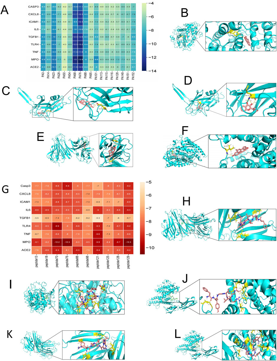A composite image contains two heat maps labeled A and G, and ten molecular diagrams labeled B to F and H to L. Heat map A shows values related to various proteins, while G displays peptide interactions with proteins. Molecular diagrams depict complex structures, with magnified sections highlighting specific interactions within these structures. Each labeled section corresponds to different scientific data related to protein and peptide interactions.