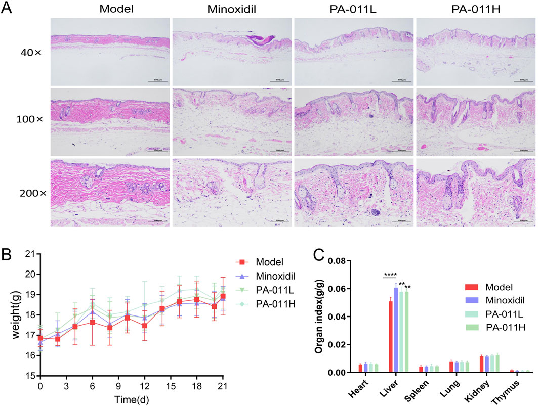 (A) Microscopic images of skin tissue sections at 40x, 100x, and 200x magnifications comparing Model, Minoxidil, PA-011L, and PA-011H treatments. (B) Line graph showing weight changes over 21 days for different treatments. (C) Bar graph displaying organ indices (g/g) for heart, liver, spleen, lung, kidney, and thymus under four treatment groups, highlighting significant differences in liver and spleen indices.