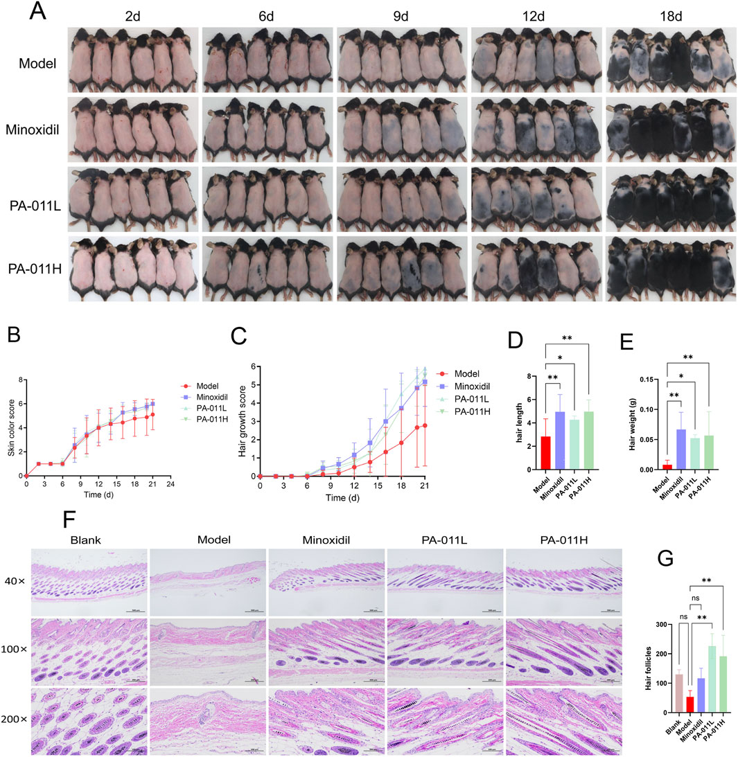 The image contains multiple panels illustrating the effects of treatments on hair growth in mice. Panel A shows photographs of mice over time with different treatments, labeled Model, Minoxidil, PA-011L, and PA-011H. Panels B and C display graphs of skin color and hair growth scores over time. Panels D and E show bar graphs comparing hair length and weight. Panel F contains microscopic images of skin sections at different magnifications, labeled Blank, Model, Minoxidil, PA-011L, and PA-011H. Panel G is a bar graph indicating the number of hair follicles. Statistical significance is marked with asterisks.