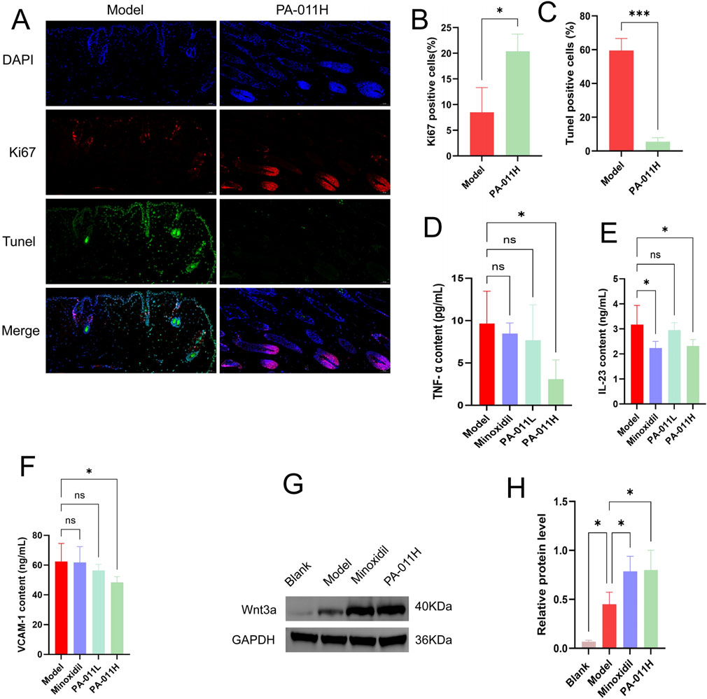 Panel A shows immunofluorescence images of tissue samples stained with DAPI, Ki67, Tunel, and their merge for Model and PA-011H groups. Panels B and C present bar graphs of Ki67 and Tunel positive cell percentages, respectively, with statistical significance indicated. Panels D, E, and F display bar graphs of TNF-α, IL-23, and VCAM-1 content with comparisons among different treatments. Panel G shows a Western blot image comparing expressions of Wnt3a and GAPDH among groups. Panel H is a bar graph of relative protein levels with statistical analysis. Asterisks denote significance levels.
