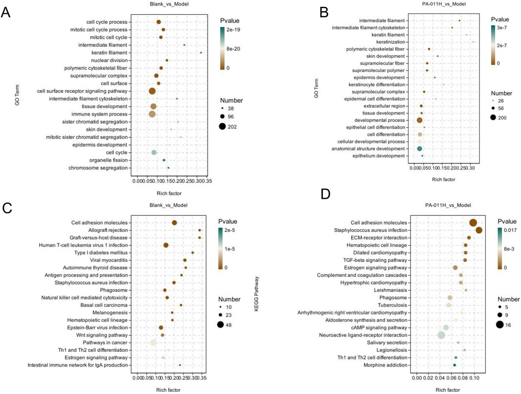 Four scatter plots labeled A, B, C, and D show gene ontology (GO) terms and KEGG pathways associated with different models. Each plot displays terms or pathways against a rich factor, with circle size indicating term frequency and color reflecting P-value. Plot A and C represent Blank_vs_Model comparisons, while B and D show PA-011H_vs_Model.
