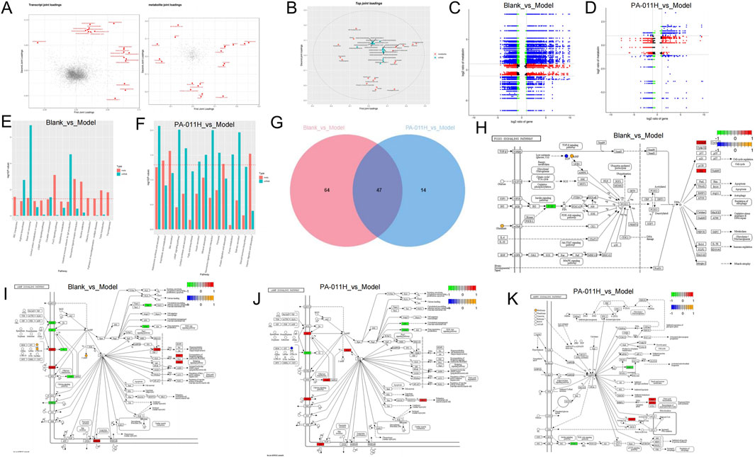 A composite image with multiple panels showing various types of data visualizations and charts. Panel A displays two scatter plots of transcript and metabolite joint loadings. Panel B features a scatter plot labeling top joint loadings. Panel C and D present graphs comparing Blank vs. Model and PA-011H vs. Model with log ratio and significance axes. Panels E and F contain bar charts showing pathway significance levels in different models. Panel G is a Venn diagram showing overlap between Blank vs. Model and PA-011H vs. Model. Panels H, I, J, and K are pathway maps showing gene expressions with color-coded scales.