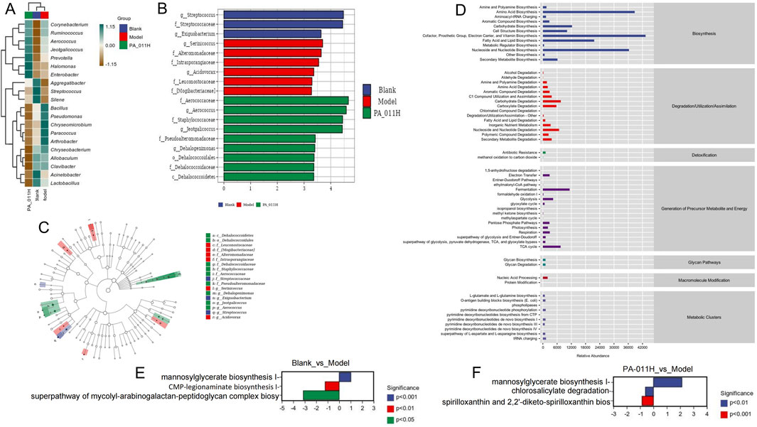 Clustered heatmap (A) categorizes microbial genera by groups Blank, Model, and PA_011H. Bar chart (B) displays relative abundance of taxa across the same groups. Radial phylogenetic tree (C) illustrates relationships between microbial families with colored significance indicators. Multiple bar chart (D) details biosynthesis, degradation, detoxification, energy pathways, and other metabolic processes across groups. Bar charts (E) and (F) compare biosynthesis processes with significance levels highlighted, labeled as Blank vs Model and PA_011H vs Model.