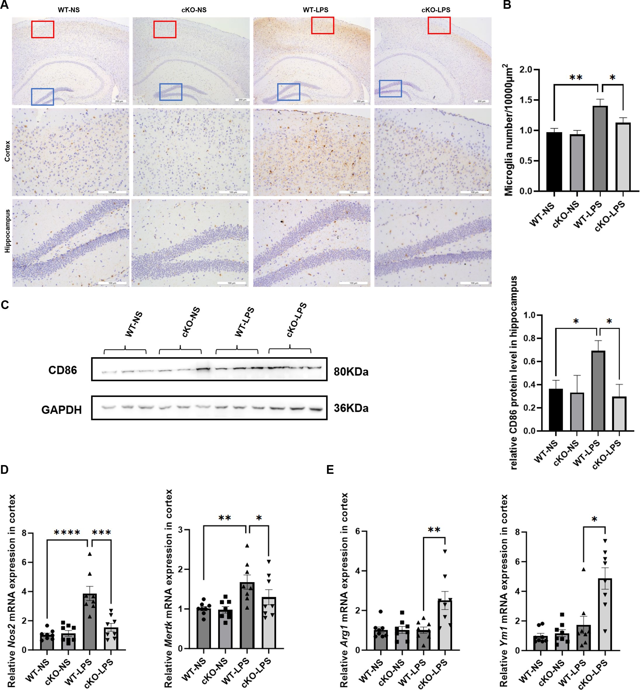 Panel A shows brain tissue immunohistochemistry from four groups: WT-NS, cKO-NS, WT-LPS, and cKO-LPS, highlighting cortex and hippocampus regions. Panel B presents bar graphs of microglial count. Panel C includes Western blots comparing CD86 and GAPDH across groups. Panels D and E display bar graphs for various mRNA expressions: Nos2, MerTK, Arg-1, and Ym1 in the cortex, indicating significant differences between groups.