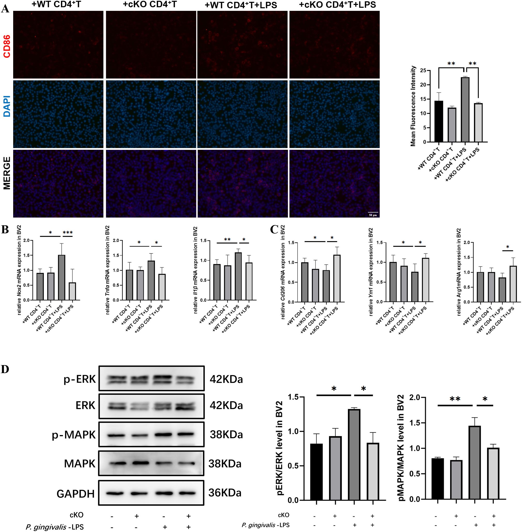 Panel A shows fluorescence microscopy images of BV2 cells with CD86 and DAPI labeling, with conditions: +WT CD4+T, +cKO CD4+T, +WT CD4+T+LPS, and +cKO CD4+T+LPS. A bar graph indicates mean fluorescence intensity, showing significant increases under certain conditions. Panel B presents bar graphs of mRNA expression levels for Nos2, Tnfα, and Il1β in BV2 cells. Panel C shows similar graphs for Cd206, Ym1, and Arginase-1 expression. Panel D depicts Western blot images for p-ERK, ERK, p-MAPK, MAPK, and GAPDH, with accompanying bar graphs for pERK/ERK and pMAPK/MAPK levels, indicating significant differences.