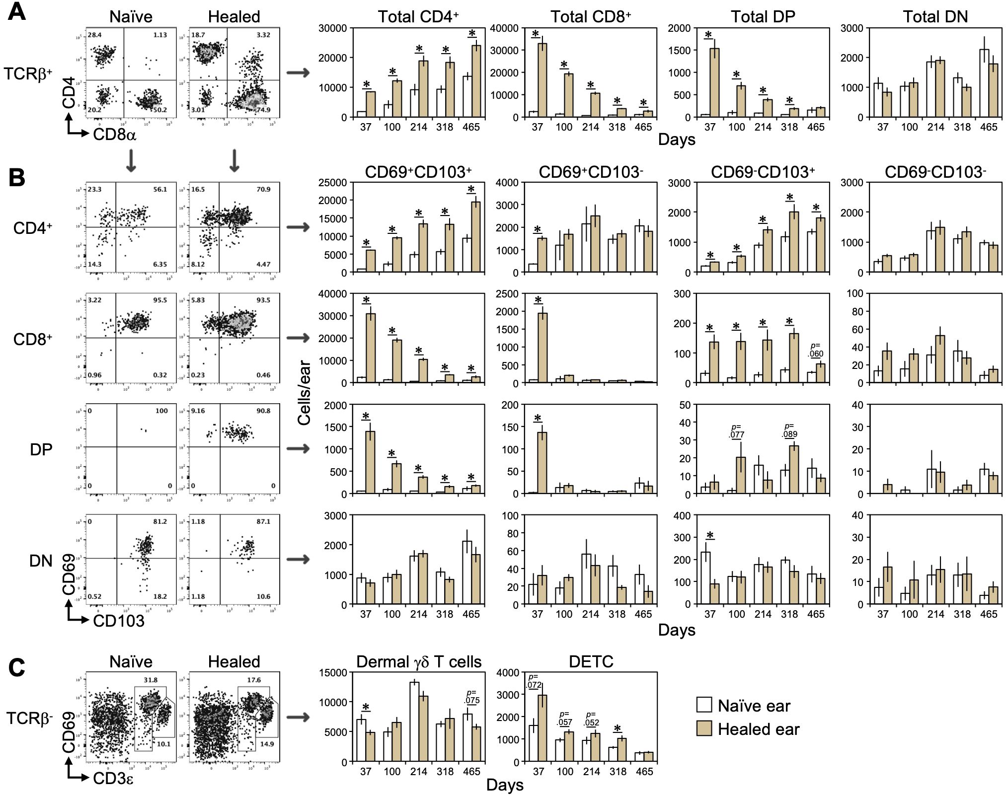 Flow cytometry and bar charts showing immune cell populations in naïve and healed mouse ears over time. Panel A displays CD4+, CD8+, double positive (DP), and double negative (DN) T cells. Panel B shows CD69+CD103+ and CD69-CD103+ cells for CD4+, CD8+, DP, and DN populations. Panel C illustrates dermal gamma delta T cells. Bar charts highlight cell counts over days 37, 100, 214, 318, and 465, with statistically significant changes marked by asterisks. Two color-coded bars represent naïve (light) and healed (dark) ears.