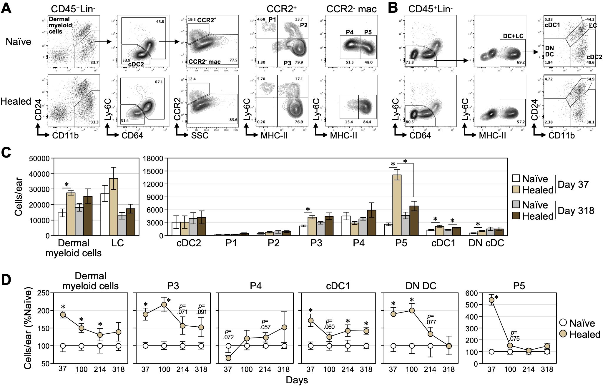 Flow cytometry and bar graph analysis showing immune cell populations in naive and healed dermal tissue. Panel A depicts scatter plots for CCR2+ macrophages. Panel B shows plots for dendritic cells and subsets. Panel C features bar graphs of cell counts for dermal myeloid cells, Langerhans cells, cDC2, and subsets P1 to P5, in naive and healed states at days thirty-seven and three hundred eighteen. Panel D presents line graphs of cell percentage changes over time for various cell types. Statistical significance is denoted by asterisks.