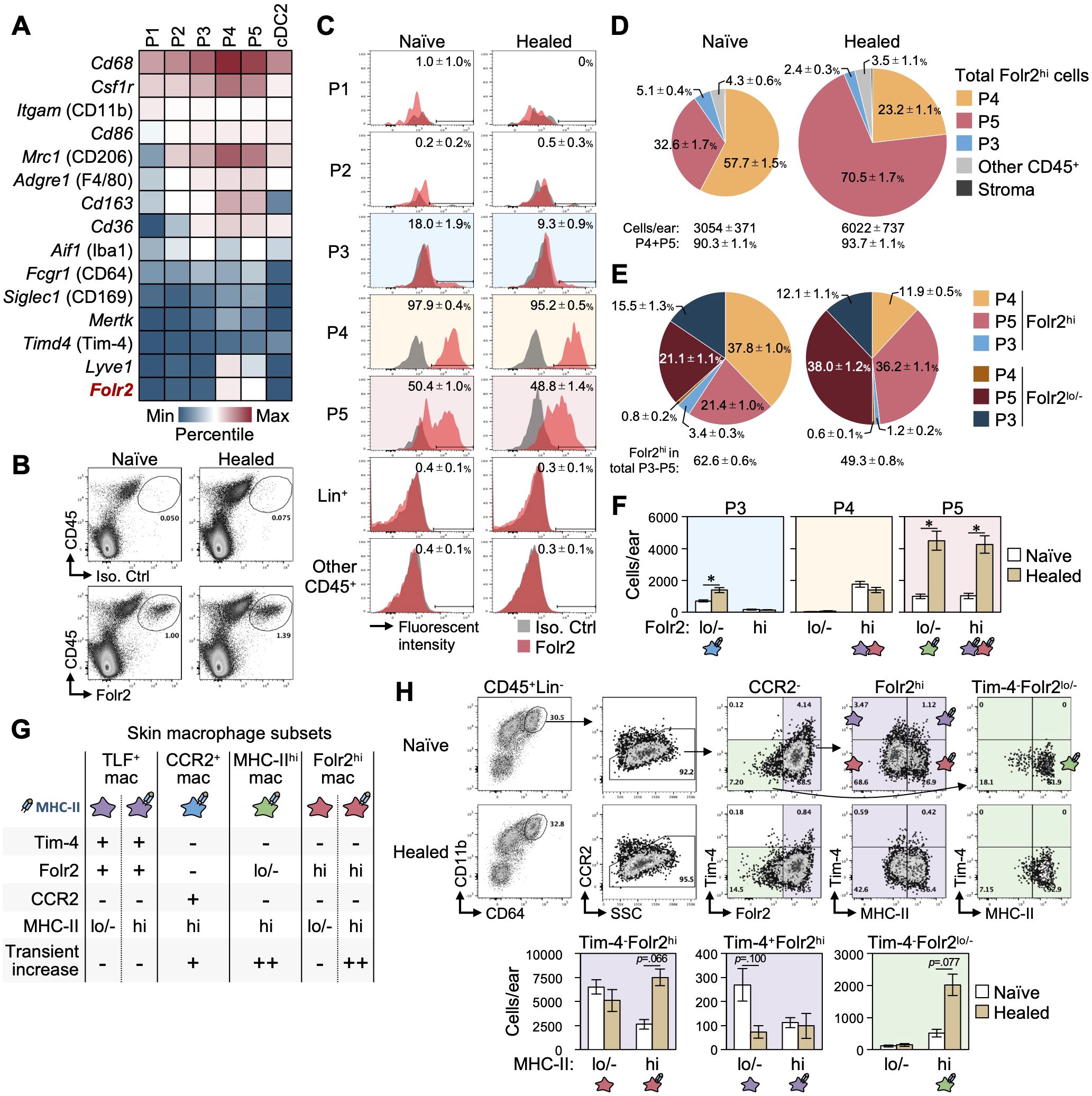 Graphical data shows various analyses related to macrophage subsets. Panel A presents a heatmap with gene expression data, highlighting Folr2. Panel B displays dot plots comparing naïve and healed states, indicating CD45 and Folr2 markers. Panel C shows histograms of fluorescence intensity for different cell populations. Panel D and E pie charts illustrate the distribution of Folr2-positive cells. Panel F bar charts compare cell counts between naïve and healed conditions. Panel G summarizes skin macrophage subset characteristics. Panel H provides dot plots and bar charts on cell markers CCR2, Folr2, Tim-4, and MHC-II.