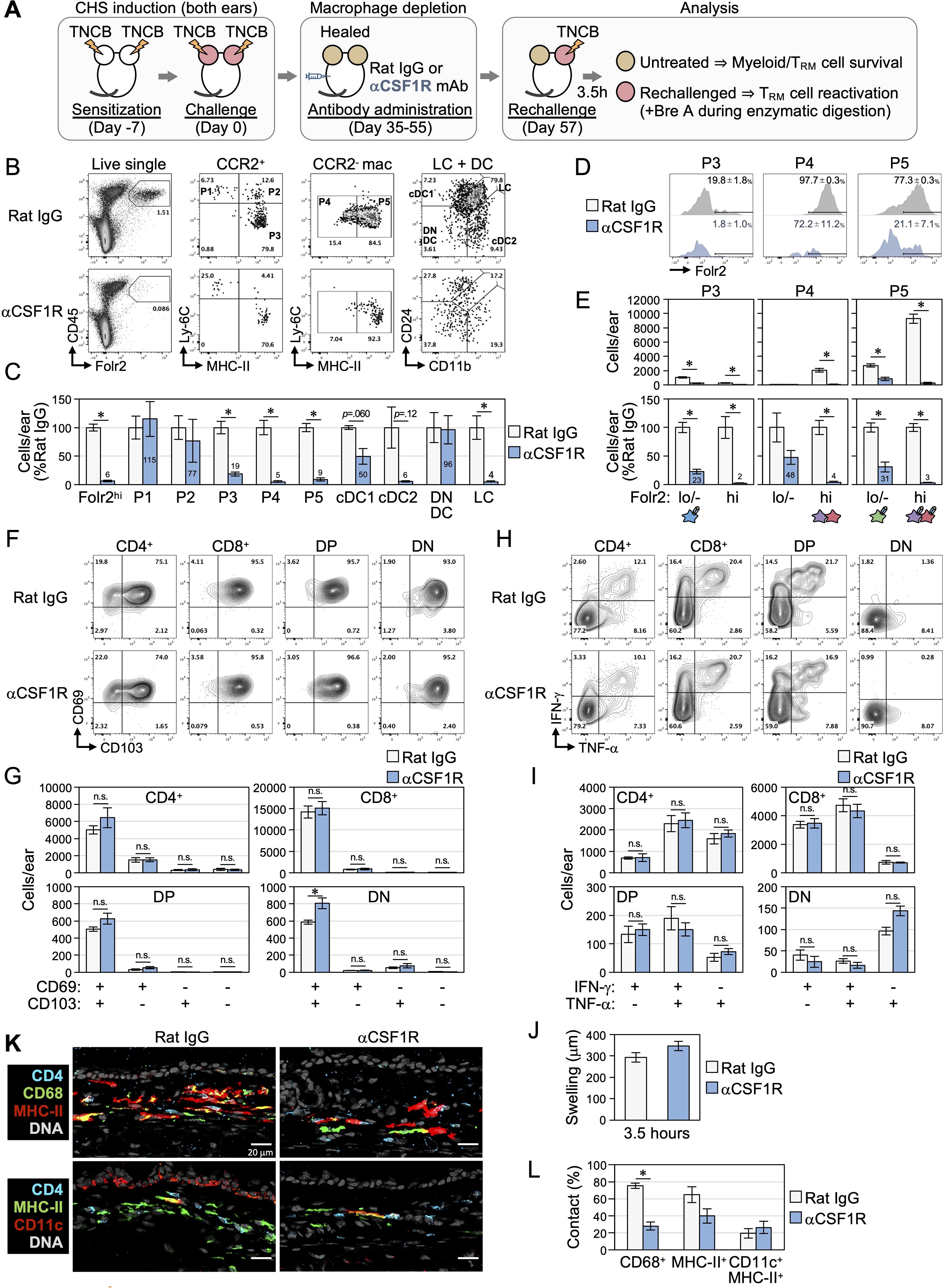 Flow cytometry and immunofluorescence figures depict data related to macrophage depletion experiments. Panel A outlines the experimental timeline for contact hypersensitivity induction and macrophage depletion. B, F, and H show flow cytometry plots for macrophage and T cell populations, comparing Rat IgG and αCSF1R treatments. C, E, G, I, and L present bar graphs of cell counts or percentages. D and J show histograms of Folr2 expression and ear swelling measurements. K displays immunofluorescence images of skin sections showing CD4, CD68, MHC-II, and CD11c expression with DNA counterstaining.