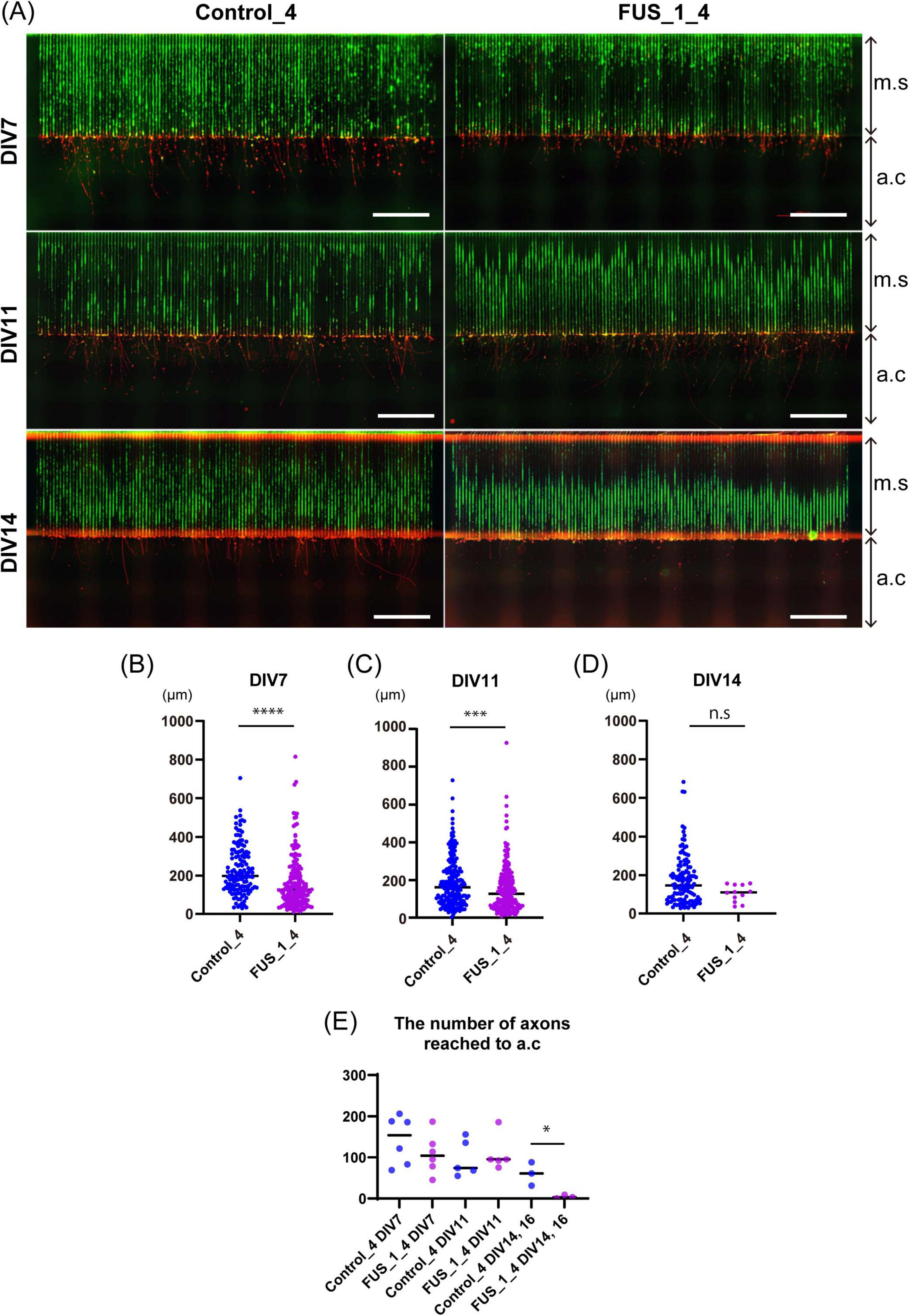 Fluorescent microscopy images and scatter plots showing axon growth in a study. Panel A presents three time points (DIV7, DIV11, DIV14) with control and FUS_1_4 samples. Axons appear in green and red, with annotations for migration surface (m.s) and axon compartment (a.c). Panels B, C, and D display scatter plots comparing axon lengths for each time point, with significant differences marked (****, ***, n.s.). Panel E shows a bar graph comparing the number of axons reaching the axon compartment, with significant differences noted.