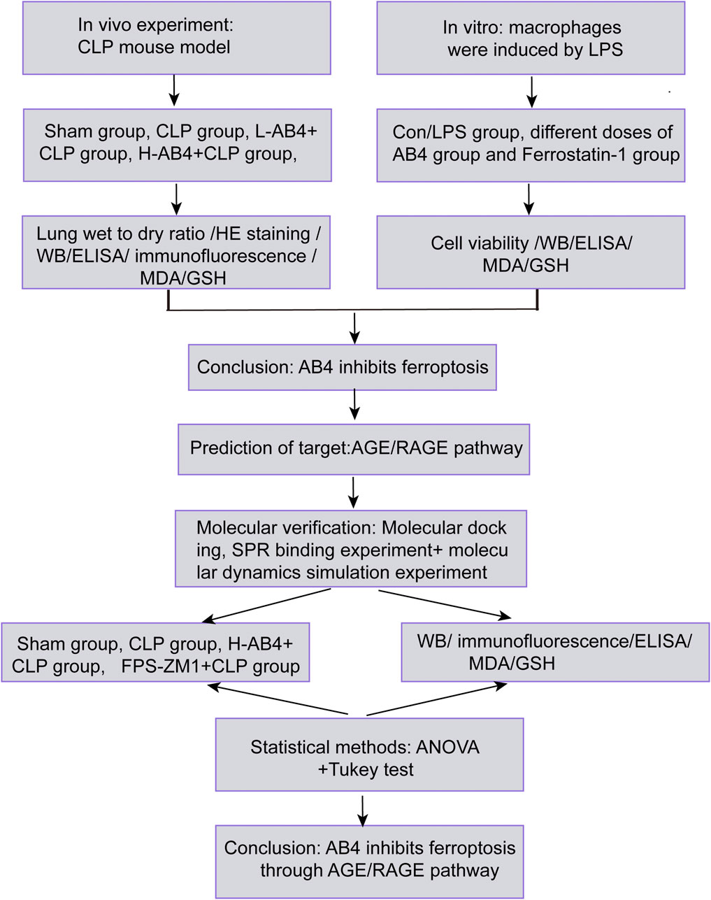 Flowchart depicting an experimental process to study the inhibition of ferroptosis by AB4. The process includes in vivo experiments using a CLP mouse model and in vitro experiments with macrophages induced by LPS. Various groups are tested, leading to conclusions about AB4's inhibitory effects on ferroptosis through the AGE/RAGE pathway. Techniques involve ELISA, WB, immunofluorescence, and molecular verification methods like SPR binding and dynamics simulation. Statistical methods include ANOVA and Tukey test.