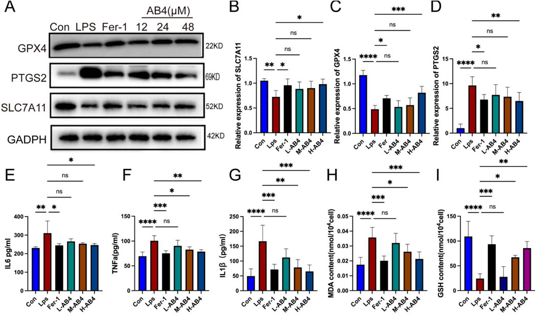 Western blot and bar graph data showing protein expression and biological measures. Panel A displays Western blot bands for GPX4, PTGS2, SLC7A11, and GAPDH across conditions with varying AB4 concentrations. Panels B to I show bar graphs comparing relative expressions of SLC7A11, GPX4, PTGS2, and levels of IL6, TNFa, IL1β, MDA, and GSH under different experimental conditions. Statistical significance is indicated between groups.