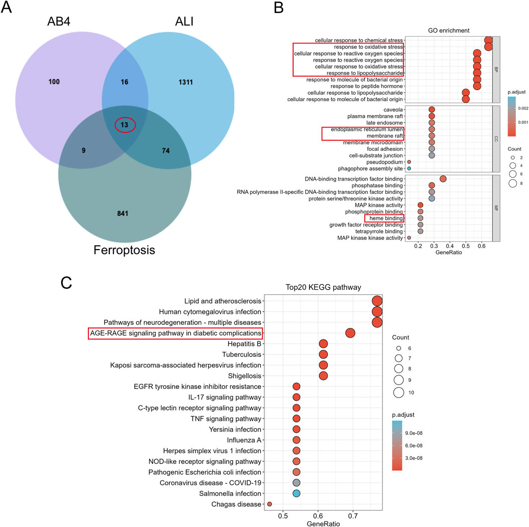 (A) Venn diagram showing overlap among AB4, ALI, and Ferroptosis with 13 common elements. (B) Dot plot for Gene Ontology (GO) enrichment highlighting key stress responses and cellular functions. (C) Top 20 KEGG pathway dot plot, emphasizing pathways like AGE-RAGE signaling in diabetic complications. Both plots use color to indicate p-value adjustment and dot size for gene count.
