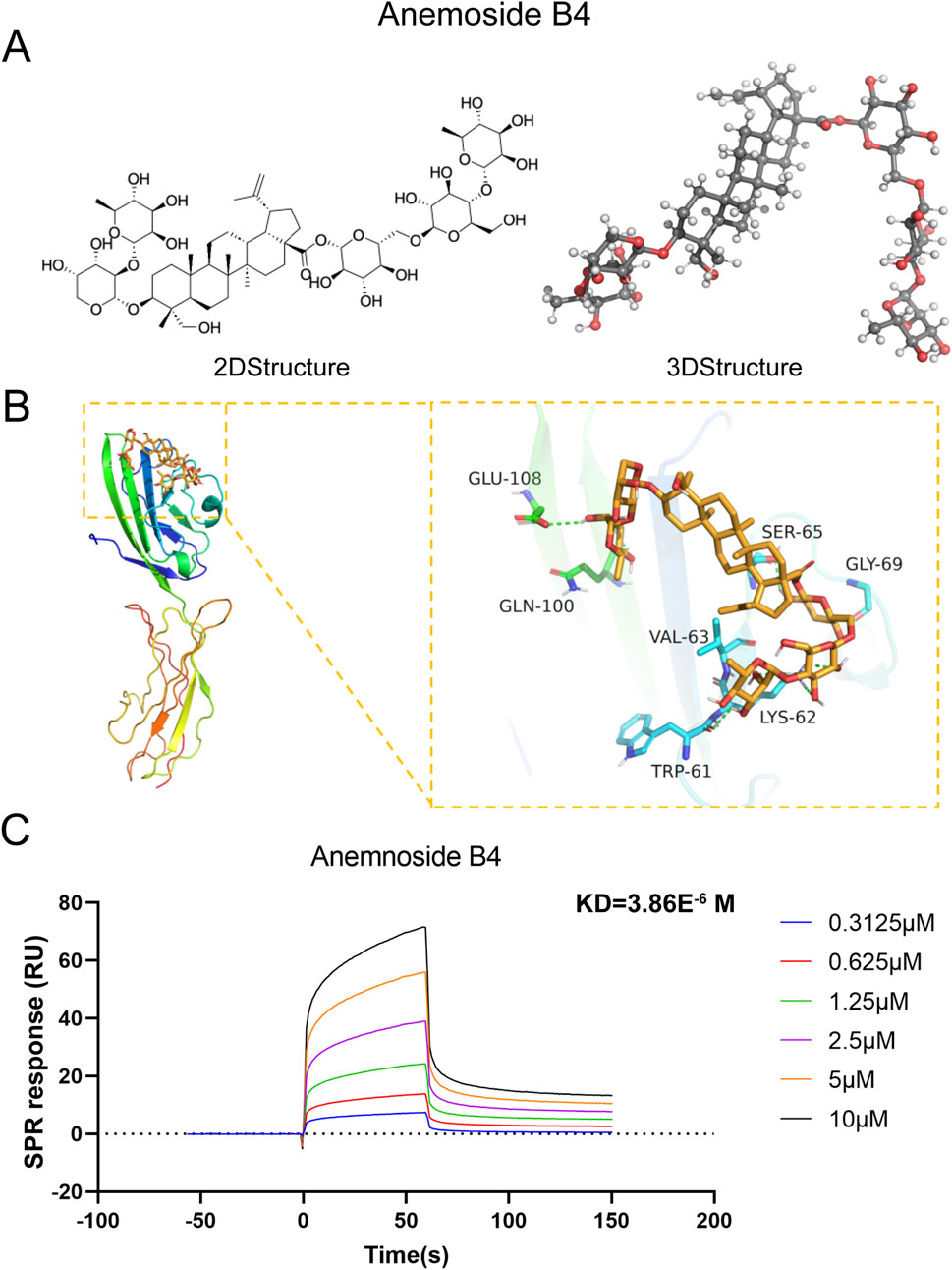 Diagram of Anemoside B4 featuring three parts: A) 2D and 3D chemical structures of Anemoside B4. B) A protein interaction analysis highlighting key residues like GLU-108 and GLN-100. C) A graph of SPR response showing binding affinity at various concentrations with KD value of 3.86E-6 M.