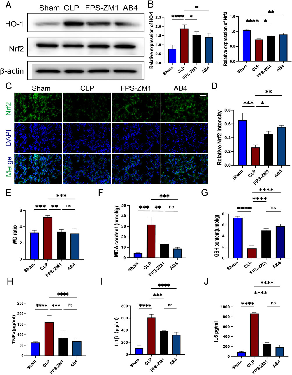 Western blot and bar graphs analyze protein expression levels for HO-1 and Nrf2 across four groups: Sham, CLP, FPS-ZM1, and AB4. The confocal microscopy images show Nrf2 expression in brain sections, with diagrams indicating relative intensity. Additional graphs (E-J) present data on WD ratio, MDA, GSH, TNFα, and IL6 levels, highlighting statistical differences between groups. Statistical significance is annotated.