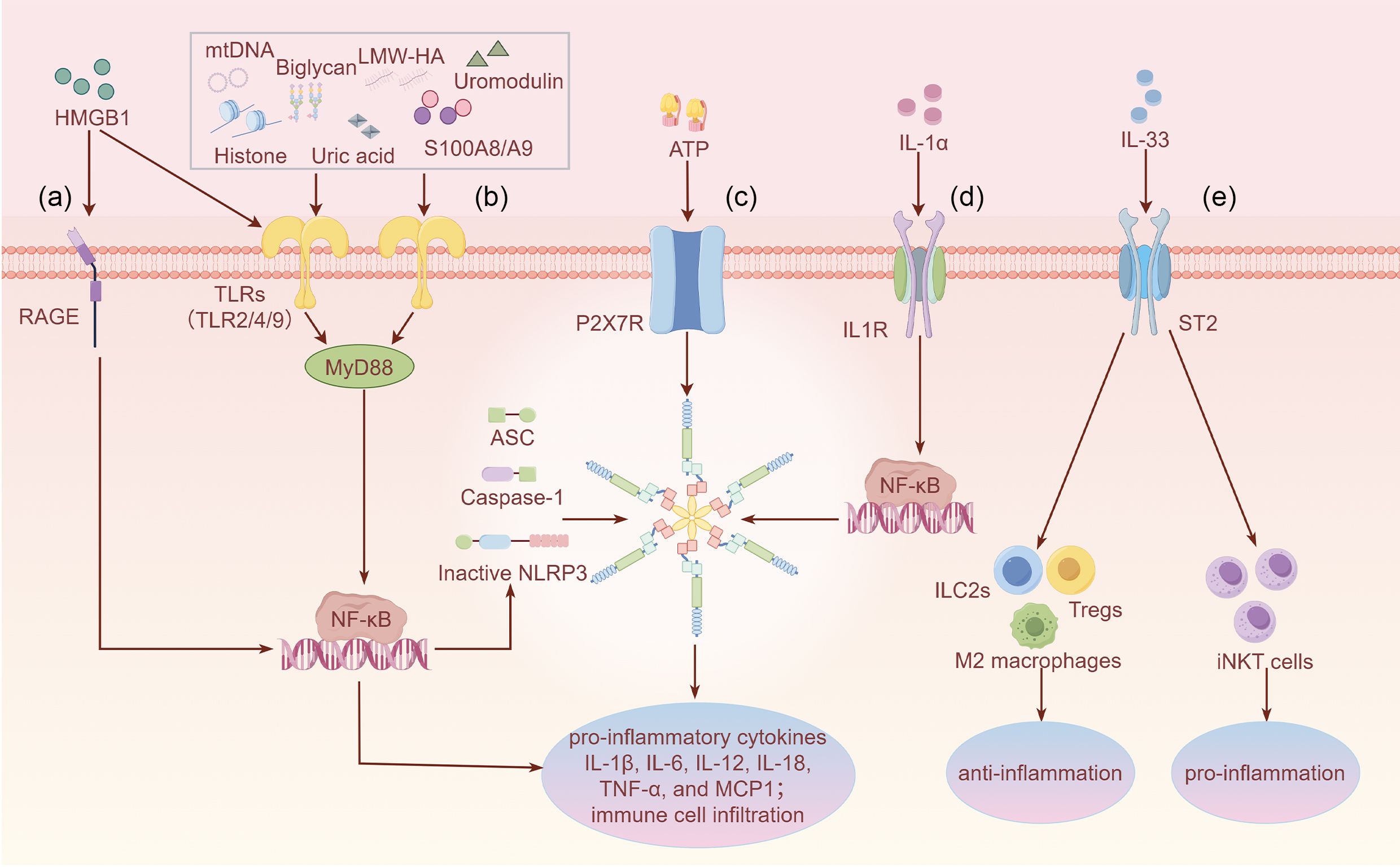 Diagram depicting the inflammatory signaling pathways involving molecules like HMGB1, histones, uric acid, mtDNA, uromodulin, biglycan, LMW-HA, S100A8/A9, ATP, and IL-1α interacting with receptors such as RAGE, TLRs, P2X7R, and IL1R. These interactions activate pathways including MyD88, NF-kB, and NLRP3, leading to the production of pro-inflammatory cytokines (IL-1b, IL-6, IL-12, IL-18, TNF-a, and MCP1) and immune cell responses. IL-33 exhibited anti-inflammatory effects via ILC2s, Tregs and M2 macrophages, while IL-33 exhibited pro-inflammatory effects via iNKT cells.