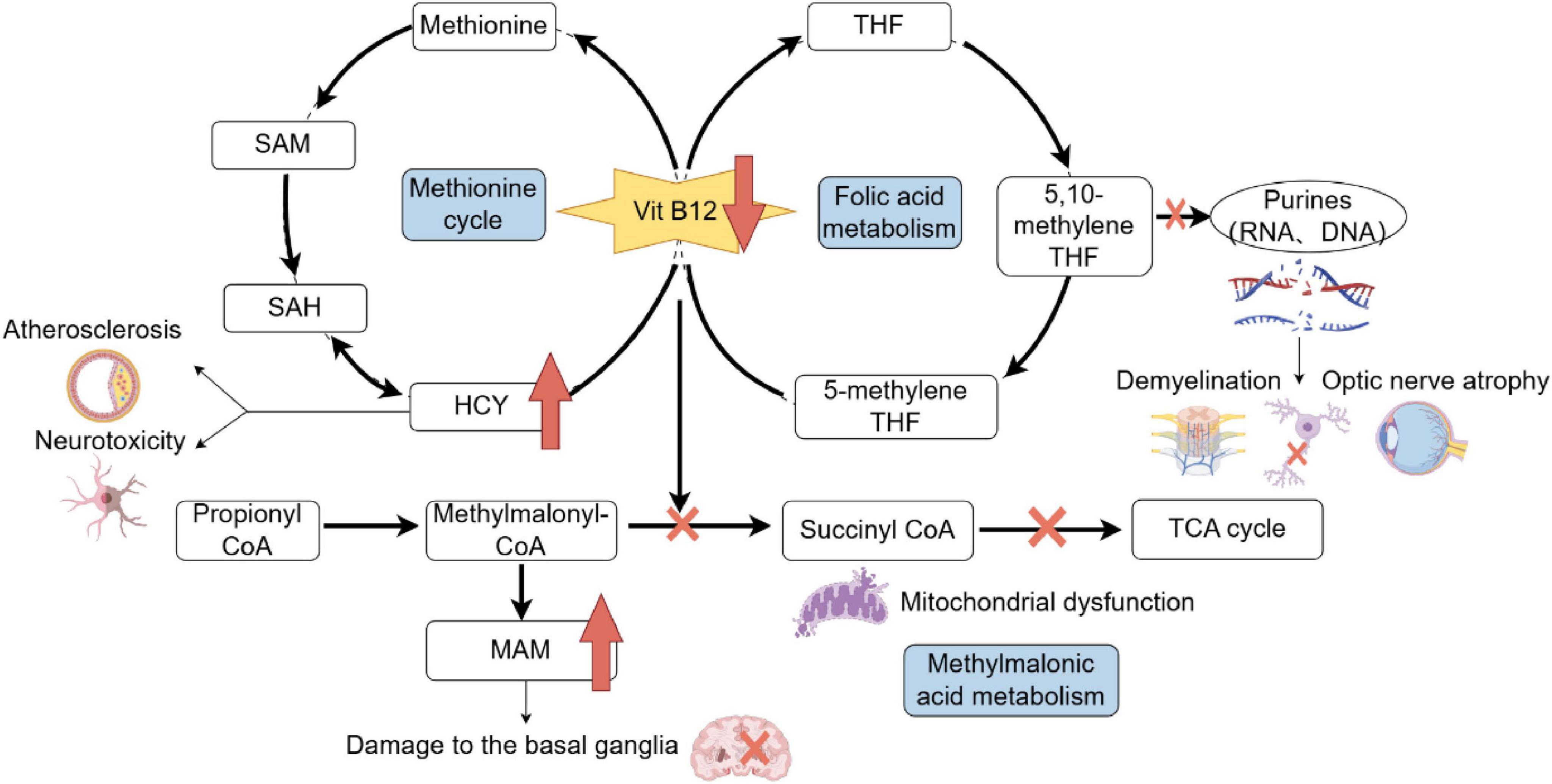 Flowchart depicting Vitamin B12 metabolism and its effects. It shows methionine and folic acid cycles, with issues like atherosclerosis, neurotoxicity, demyelination, and optic nerve atrophy linked to deficiencies. Vitamin B12 is crucial for converting homocysteine to methionine and maintaining succinyl CoA for the TCA cycle. Deficiencies can lead to mitochondrial dysfunction and basal ganglia damage.