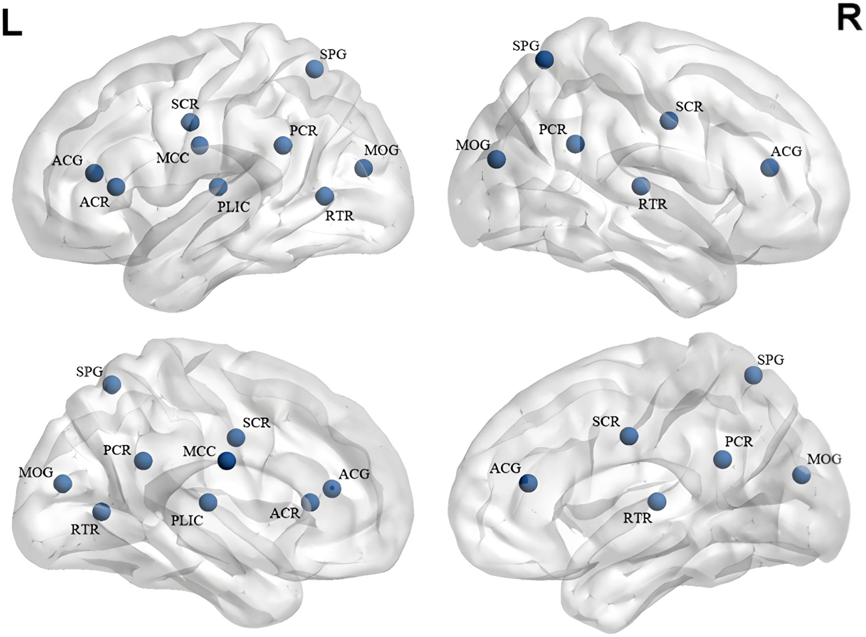 Illustration showing four views of brain structures from left (L) and right (R) hemispheres, labeled with acronyms like ACG, SCR, and SPG. Blue spheres mark specific regions on the brain surfaces.