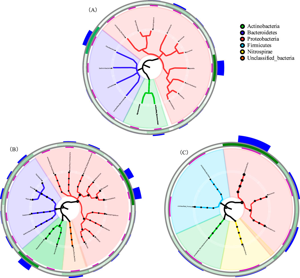 Three circular phylogenetic trees labeled A, B, and C depict bacterial classifications. Bacterial types such as Actinobacteria, Bacteroidetes, Proteobacteria, Firmicutes, Nitrospirae, and unclassified bacteria are color-coded. The trees illustrate the relationships between different bacteria based on their genetic profiles.