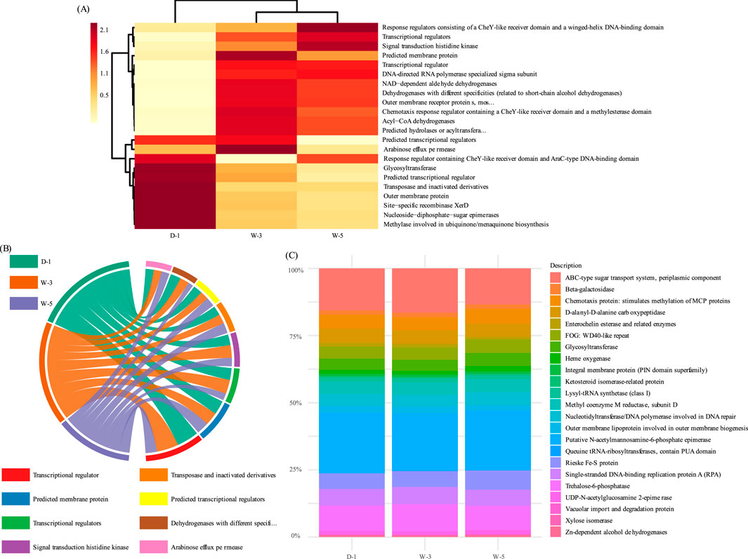 Diagram with three panels showing data visualizations. (A) Heat map with hierarchical clustering displaying expression levels of various genes across three conditions (D-1, W-3, W-5) with a color gradient from yellow to dark red.(B) Circular chord diagram illustrating the relationship and distribution of gene categories across the three conditions, represented by different colored sections.(C) Stacked bar chart showing the percentage distribution of gene categories for D-1, W-3, and W-5, with each segment in various colors corresponding to specific gene functions and descriptions provided.