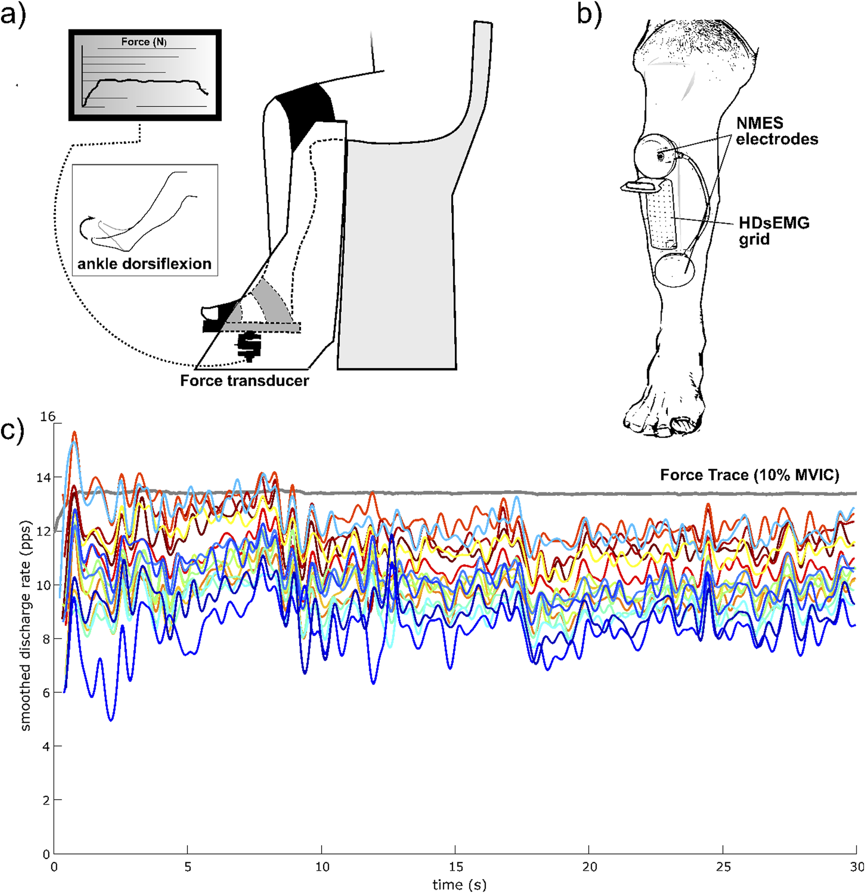 Diagram illustrating a study setup and results: a) Shows ankle dorsiflexion with a force transducer measuring force output. b) Depicts a leg with NMES electrodes and HDsEMG grid attached. c) Graph displays smoothed discharge rates over time at 10% MVIC, with multiple colored lines representing different measurements.