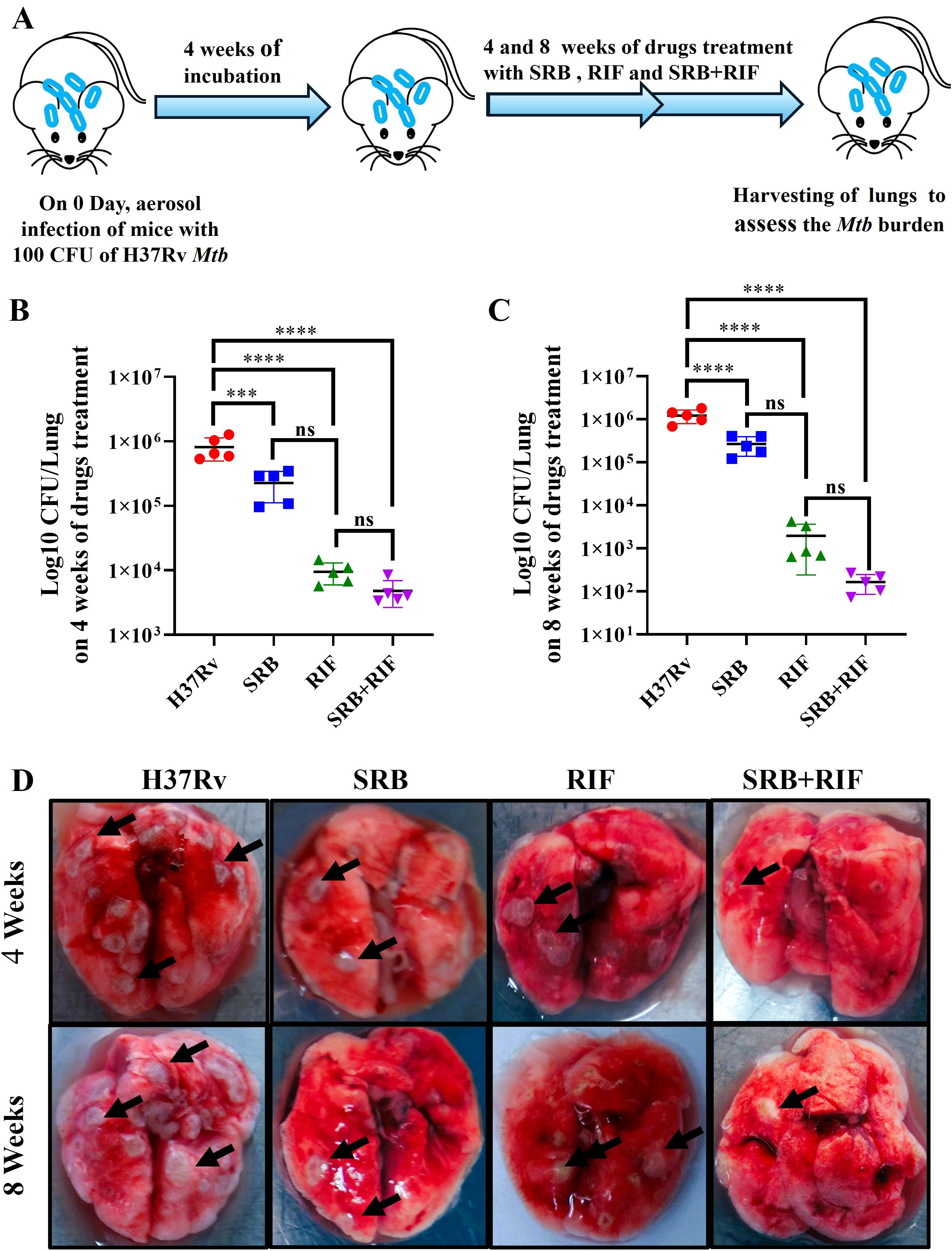 Illustration showing an experiment on mice infected with H37Rv Mtb, detailing four weeks of incubation followed by drug treatments (SRB, RIF, SRB+RIF) for four and eight weeks. Graphs B and C display Log10 CFU/lung for four and eight weeks, respectively, with statistical significance noted. Panel D presents images of lungs at both time points across different treatments, highlighting variations in infection levels.