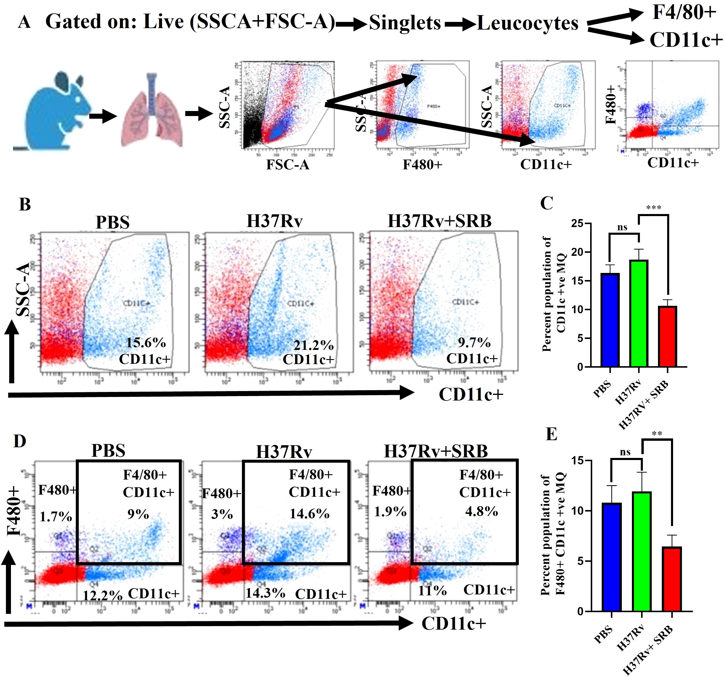 Flow cytometry analysis showing gating strategy and results for leukocyte subsets in mouse lung tissue. Panel A illustrates the gating process, highlighting singlets, leucocytes, F4/80+, and CD11c+ cells. Panels B and D show SSC-A vs. CD11c+ and F4/80+ vs. CD11c+ plots for PBS, H37Rv, and H37Rv+SRB treatments, indicating percentages of CD11c+ cells. Panels C and E include bar graphs comparing the percent population of CD11c+ and F4/80+ CD11c+ macrophages across treatments, showing significant differences noted with asterisks.