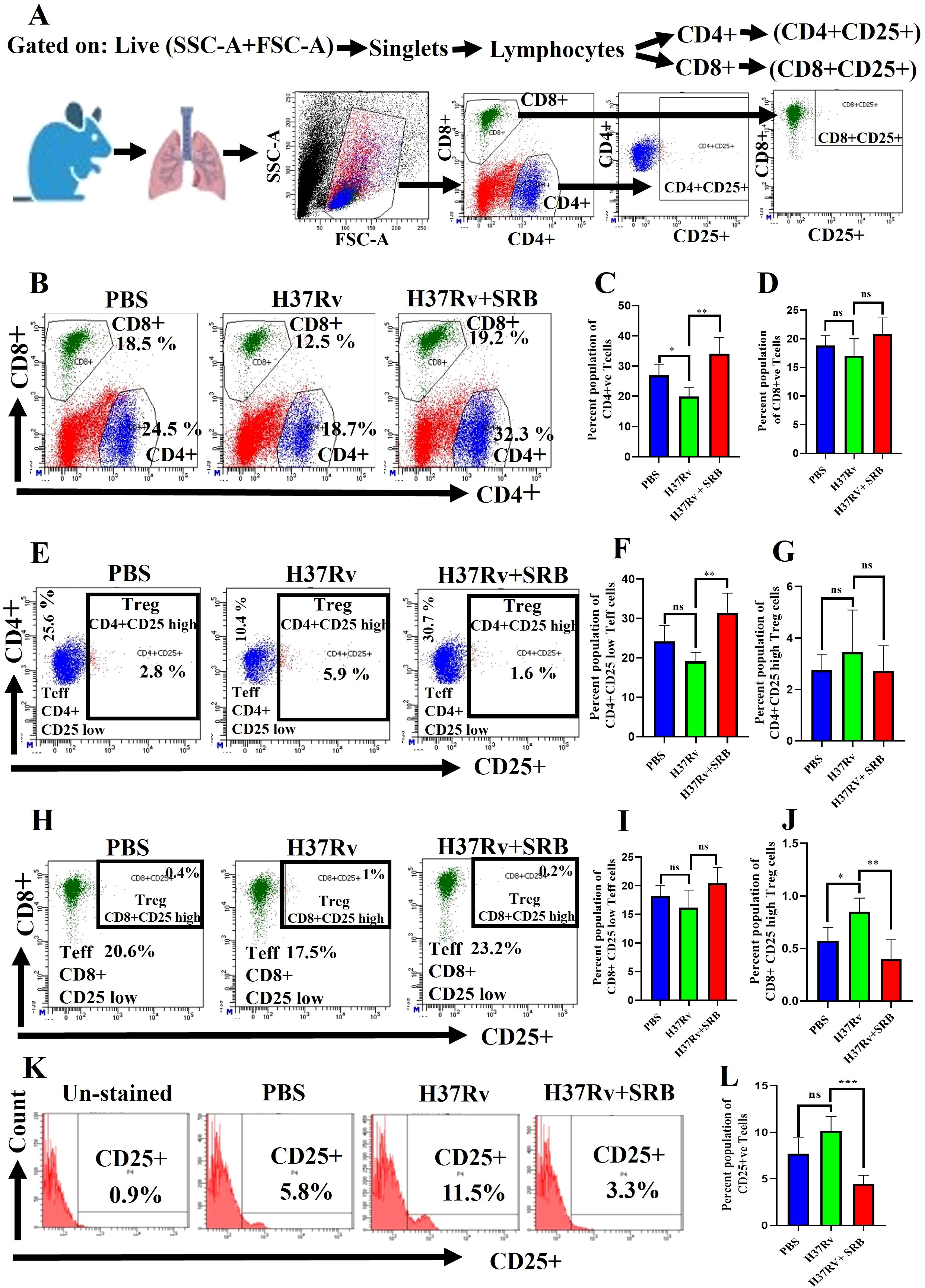 Flow cytometry data panels show lymphocyte gating strategy and CD4, CD8 with CD25 expression analysis. Histograms and bar graphs compare cell populations across PBS, H37Rv, and H37Rv+SRB conditions. Significant differences are marked with asterisks.