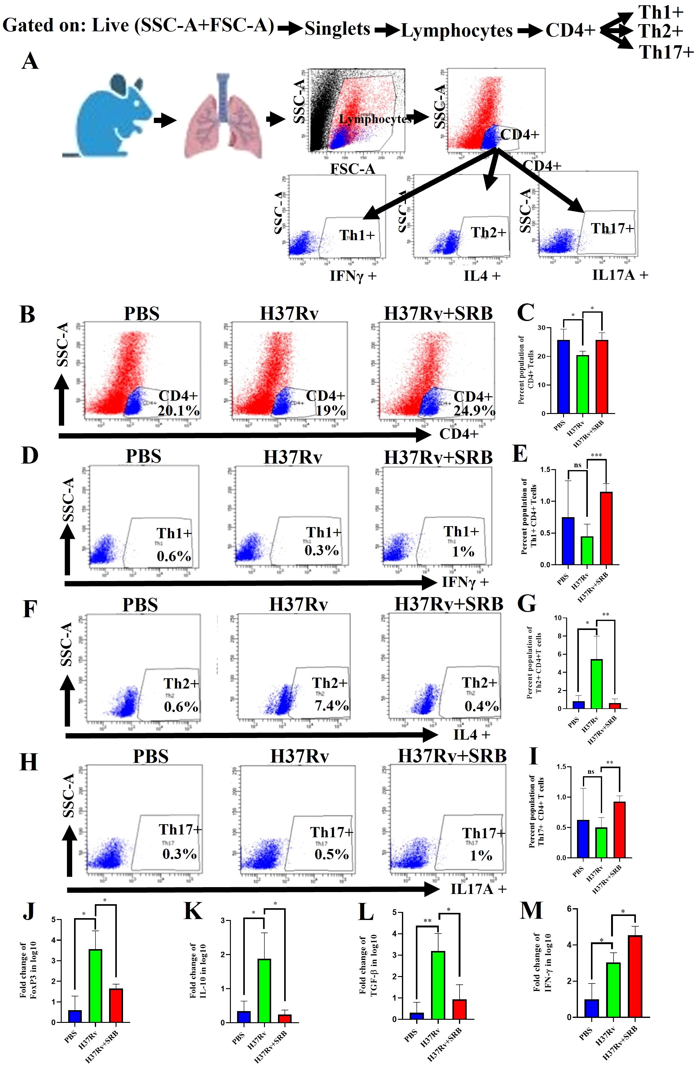 Flow cytometry analysis of immune cell populations. Panel A shows gating strategy for live cells, singlets, and CD4+ lymphocytes, further divided into Th1, Th2, and Th17 subsets. Panels B, D, F, and H display scatter plots for each subgroup with different treatments: PBS, H37Rv, and H37Rv+SRB. Panels C, E, G, and I provide bar graphs of CD4+ and cytokine-positive cells' percentages. Panels J to M show fold change data for specific genes in response to treatments. Statistical significance is indicated with asterisks.