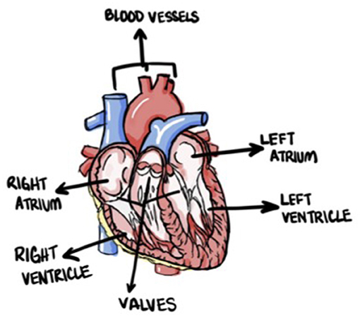 Illustration of a human heart with labeled parts. Arrows indicate the right atrium, right ventricle, left atrium, left ventricle, blood vessels at the top, and valves at the bottom.