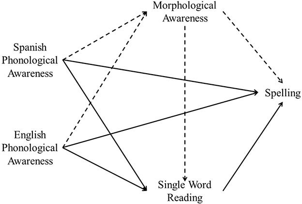 Diagram showing relationships with arrows among Spanish Phonological Awareness, English Phonological Awareness, Morphological Awareness, Single Word Reading, and Spelling. Solid and dashed arrows indicate various connections between these elements.