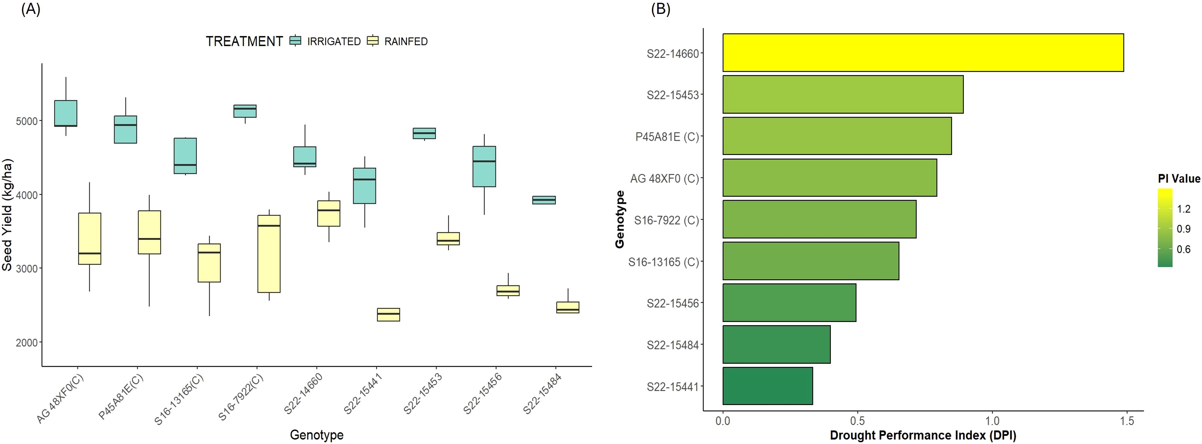 Two-panel figure. Panel A is a box plot showing seed yield (kilograms per hectare) for different genotypes under irrigated and rainfed treatments. Panel B is a bar chart displaying Drought Performance Index (DPI) values for various genotypes, with colors from green to yellow indicating increasing PI values.