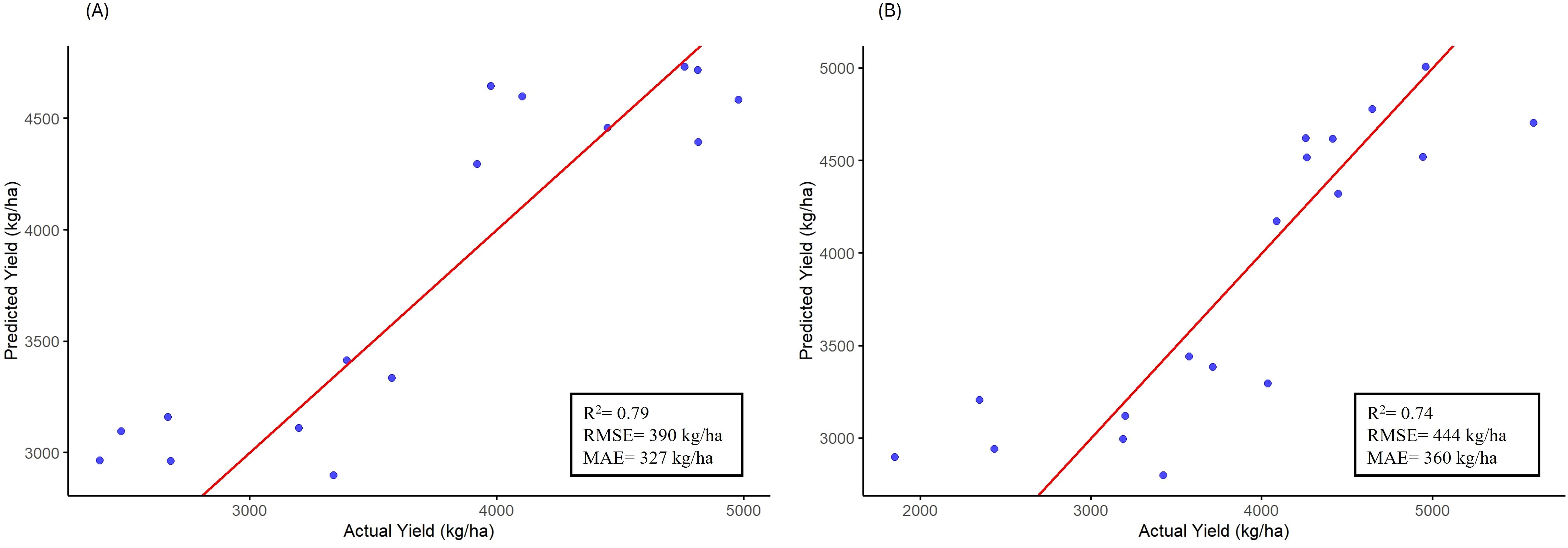 Scatter plots, labeled A and B, show predicted vs. actual yield with regression lines. Plot A has R² of 0.79, RMSE of 390 kg/ha, and MAE of 327 kg/ha. Plot B has R² of 0.74, RMSE of 444 kg/ha, and MAE of 360 kg/ha.