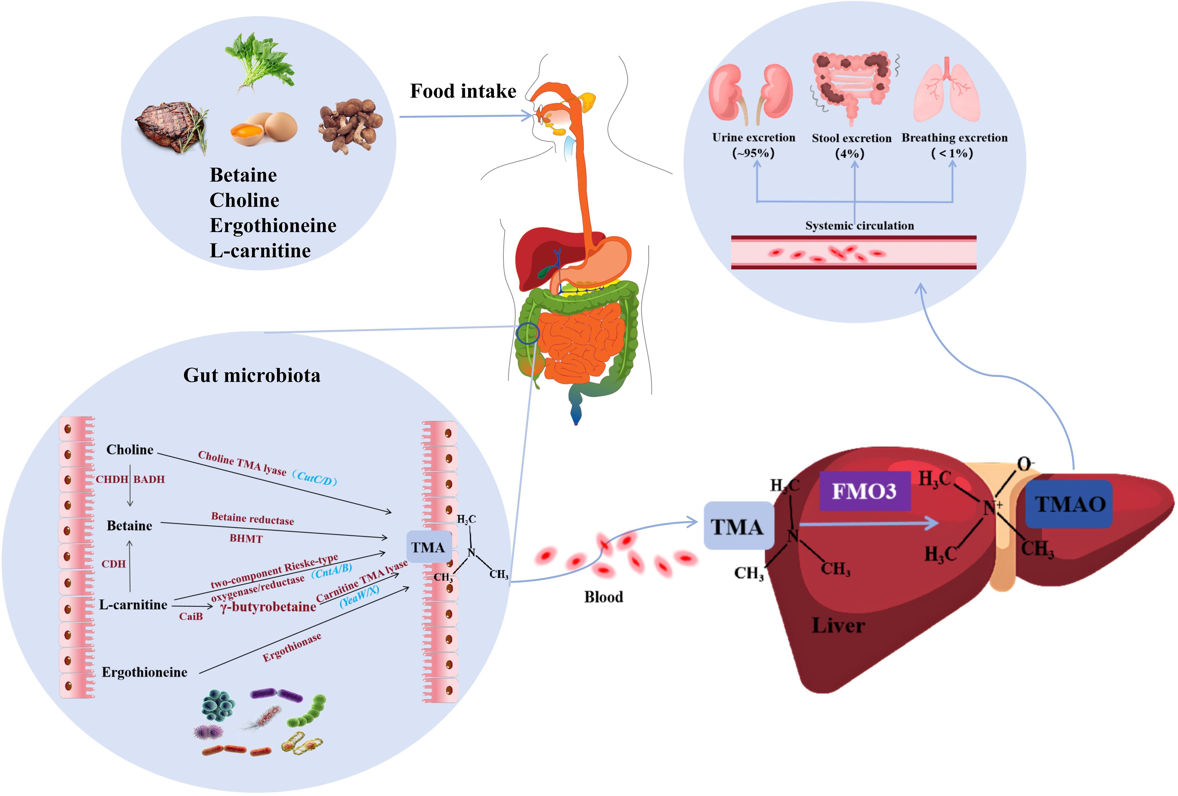 Diagram illustrating how food intake of compounds like betaine, choline, ergothioneine, and L-carnitine is processed by gut microbiota, producing TMA. TMA enters the bloodstream, reaches the liver, and is converted by FMO3 into TMAO. TMAO is excreted through urine (approximately 95%), stool (4%), and breath (less than 1%).