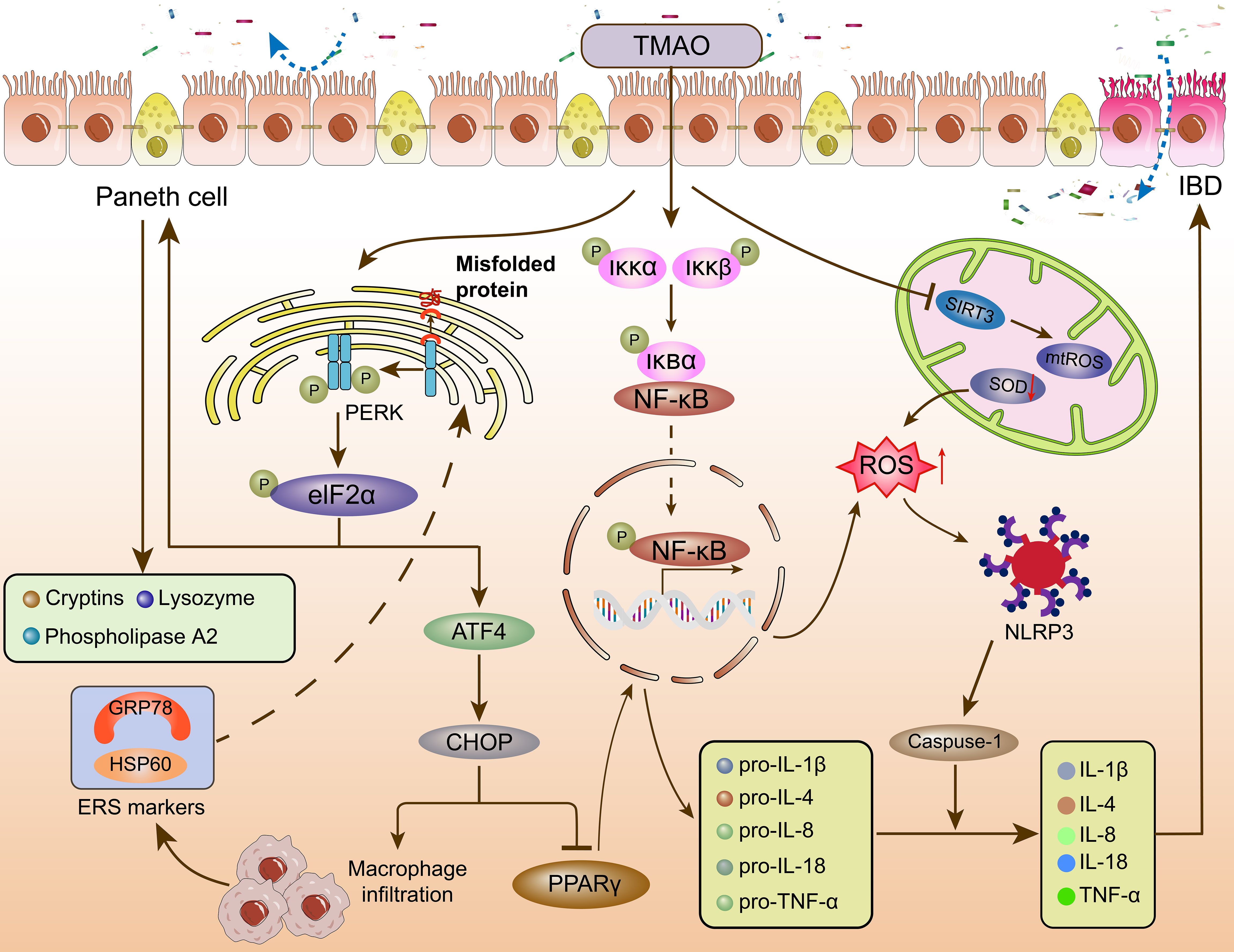 Diagram illustrating the pathway involved in inflammation and immune response in the intestine. It shows how TMAO affects Paneth cells, linking to PERK, eIF2α, and NF-kB pathways, leading to protein misfolding, endoplasmic reticulum stress markers, and macrophage infiltration. Further, it depicts the mitochondrial involvement, reactive oxygen species, and NLRP3 activation, resulting in the production of inflammatory cytokines such as IL-1β, IL-4, and TNF-α. This complex interaction culminates in inflammatory bowel disease (IBD).