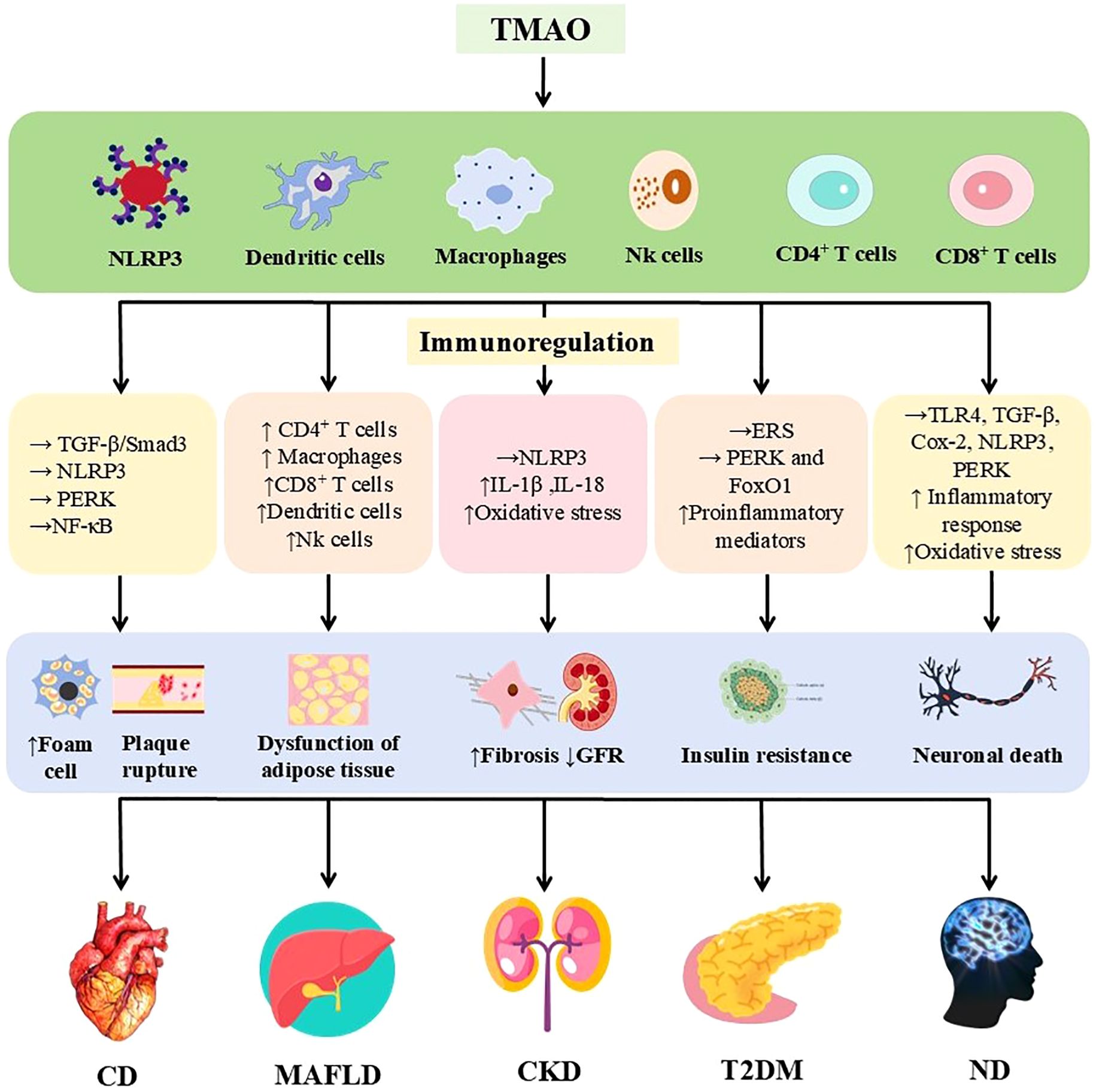 Diagram of TMAO's impact on various cells, including NLRP3, dendritic cells, and macrophages, affecting immunoregulation. It leads to inflammation and oxidative stress, linked to diseases like CD, MAFLD, CKD, T2DM, and ND, affecting heart, liver, kidneys, pancreas, and brain.