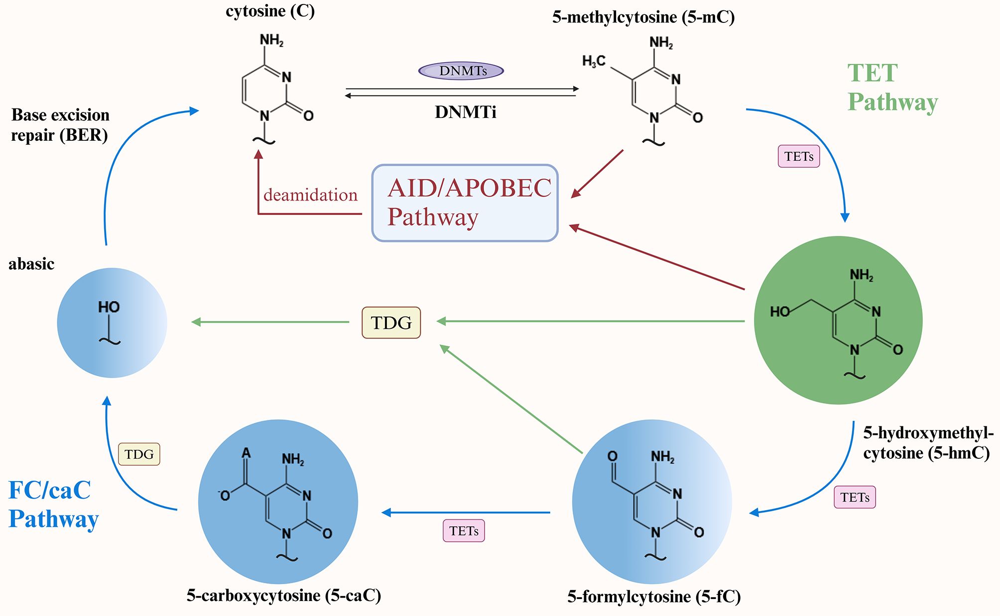 A diagram illustrating cytosine modification pathways. It shows cytosine converting to 5-methylcytosine through DNMTs and reversing with DNMTi. The AID/APOBEC pathway leads to deamination. The TET pathway transforms 5-methylcytosine into 5-hydroxymethylcytosine, further converting to 5-formylcytosine and 5-carboxycytosine. TDG and base excision repair are included.