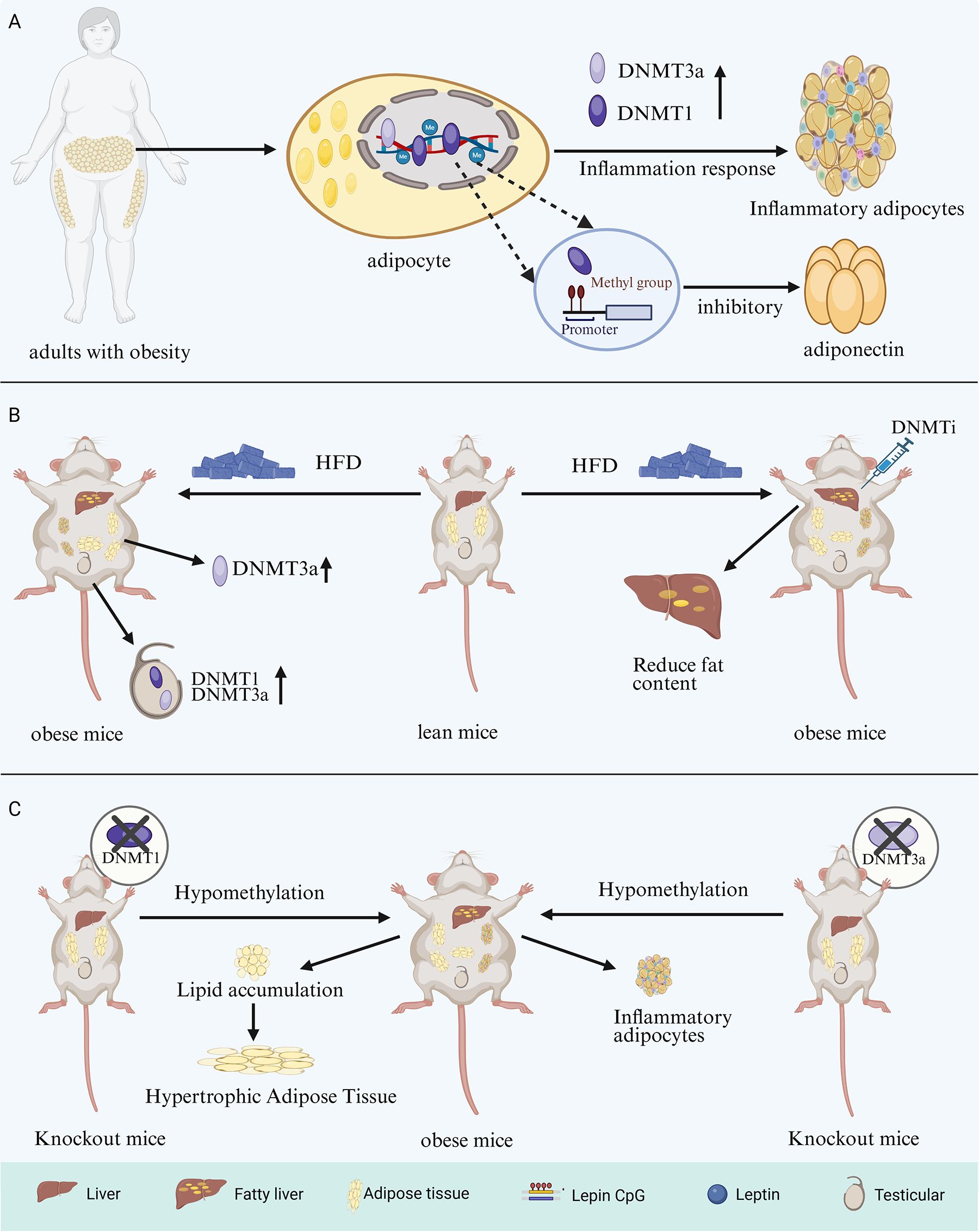 Diagram illustrating the role of DNMTs in obesity. Panel A shows how increased DNMT3a and DNMT1 in adults with obesity leads to inflammation and decreased adiponectin due to methylation at promoter sites in adipocytes. Panel B displays that high-fat diet (HFD) raises DNMT3a in obese mice, contributing to liver fat, while treatment with DNMT inhibitors (DNMTi) reduces fat content, promoting leanness. Panel C demonstrates that knockout mice lacking DNMTs show hypomethylation, leading to lipid accumulation and inflammatory adipocytes, contributing to obesity. The color-coded legend includes liver, fatty liver, adipose tissue, leptin, and testicular symbols.