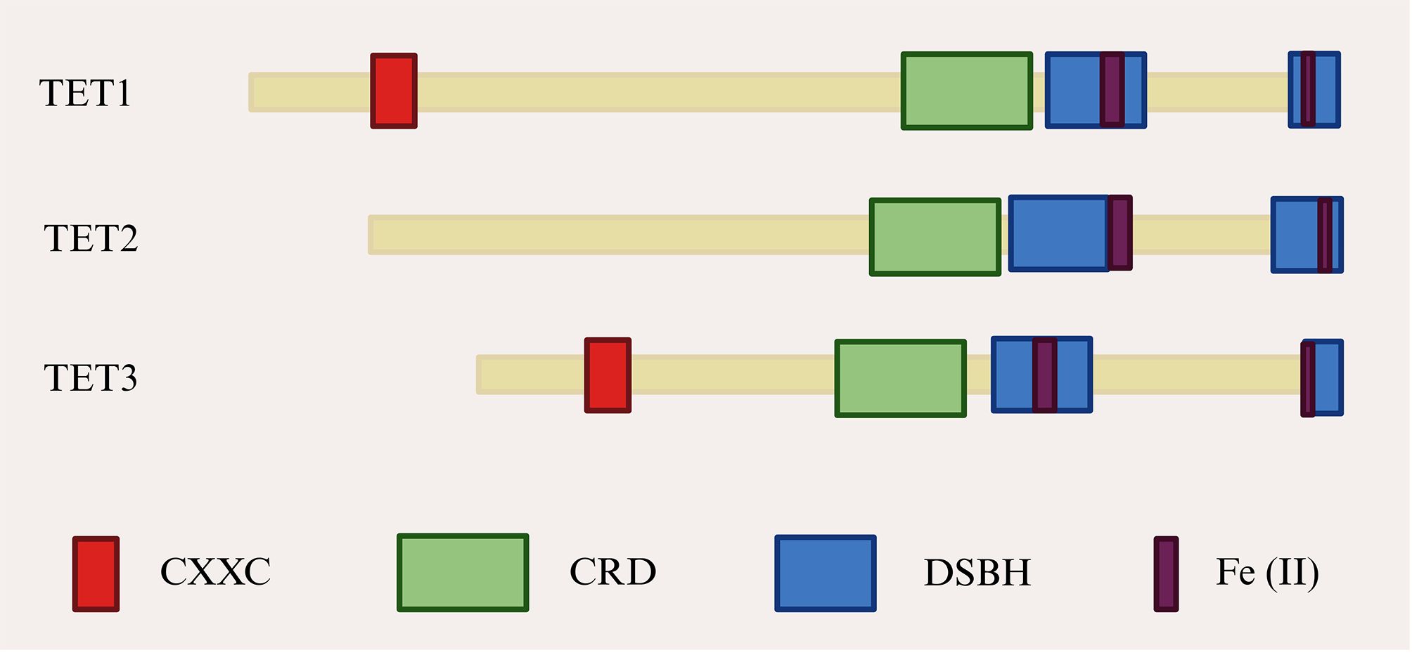 Diagram of TET protein domains. TET1 shows a red CXXC and two green CRD, separated by a blue DSBH. TET2 has a green CRD next to a blue DSBH, with a purple Fe (II). TET3 displays a red CXXC, green CRD, and blue DSBH, with a purple Fe (II).
