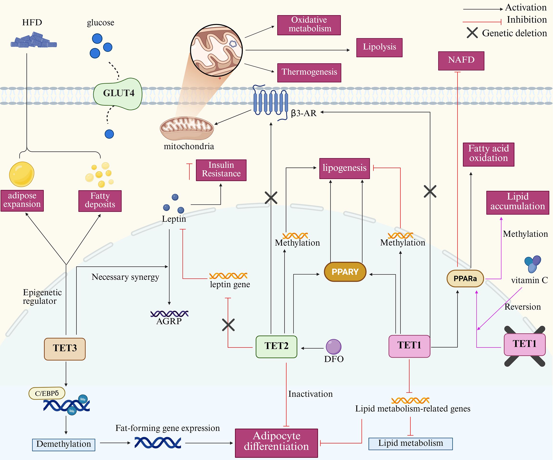 Flowchart illustrating pathways in adipocyte differentiation and lipid metabolism. It includes processes like glucose uptake through GLUT4, oxidative metabolism, lipolysis, thermogenesis, and lipogenesis. Key molecules and processes are labeled, such as TET1 and TET2, which influence methylation, and PPARγ, related to lipogenesis. Activation and inhibition pathways are marked, along with effects on insulin resistance and fatty acid oxidation. Insets depict interactions and regulatory actions, including oxidative metabolism and adipose expansion.