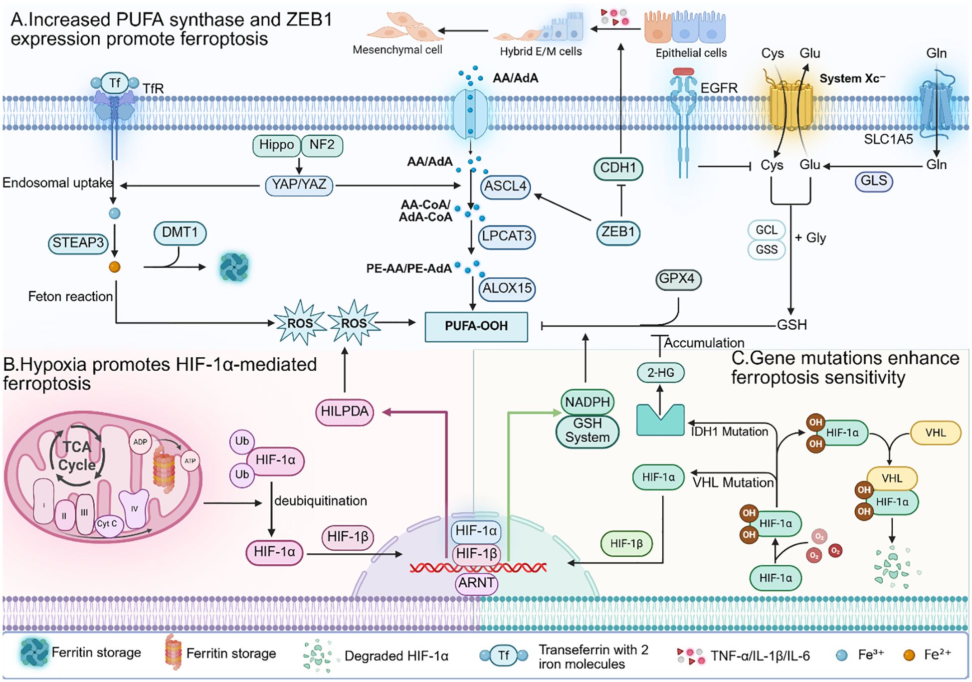 Diagram illustrating pathways promoting ferroptosis. Part A shows increased PUFA synthase and ZEB1 expression aiding ferroptosis through lipid and iron metabolism pathways, involving mesenchymal to epithelial cell transitions. Part B highlights hypoxia’s promotion of HIF-1α-mediated ferroptosis, focusing on mitochondrial involvement and ubiquitination processes. Part C outlines how gene mutations, including IDH1 and VHL, enhance ferroptosis sensitivity, detailing interactions between HIF-1α and cellular stress responses. Various molecular interactions are depicted, including TF and TfR, GPX4, and ROS involvement.