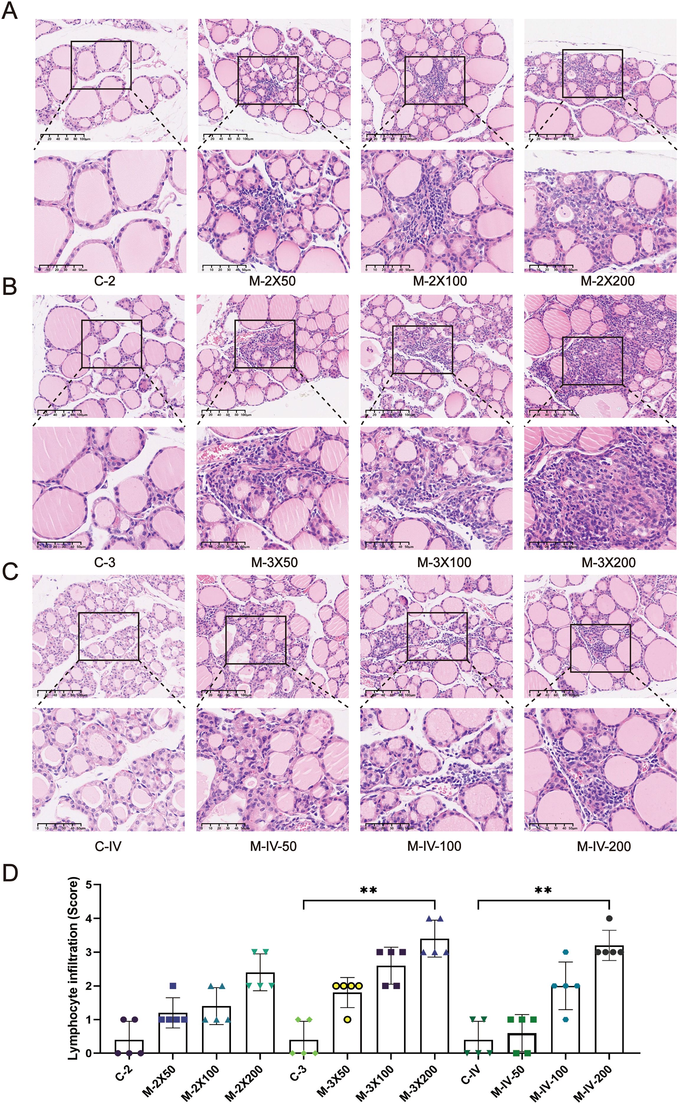 Histological images of tissue sections in panels labeled A, B, and C, each showing varying degrees of cellular morphology. Enlarged insets highlight cellular details. Panel D is a bar graph comparing lymphocyte infiltration scores across different conditions, with higher scores indicated by **, suggesting statistical significance.