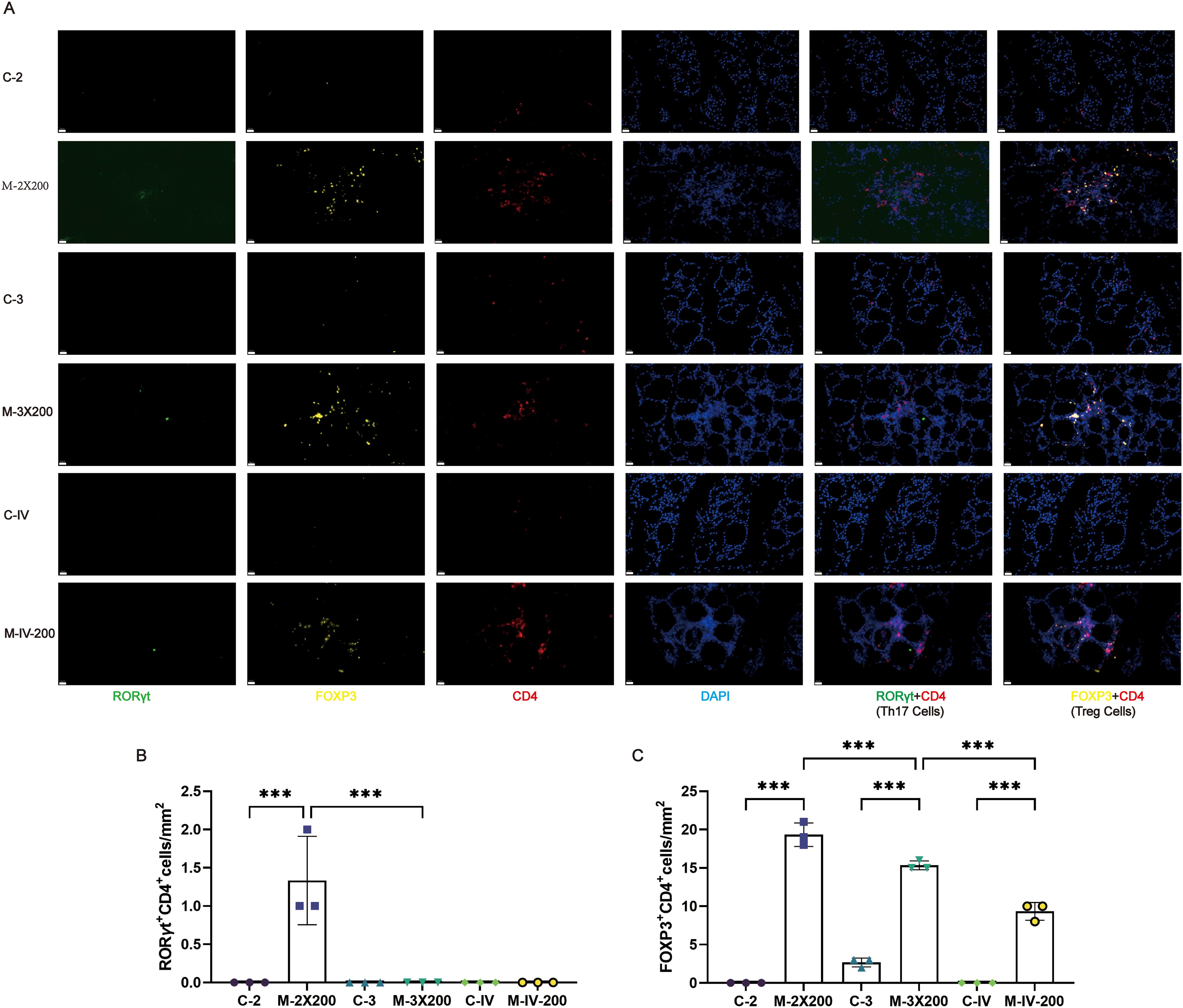 Panel A shows microscopy images of cell markers RORγt, FOXP3, and CD4 in various samples, with DAPI staining. Different cell types are identified: TH17 (RORγt+CD4) and Treg (FOXP3+CD4). Panels B and C are bar graphs comparing the density of RORγt+CD4+ and FOXP3+CD4+ cells/mm² across different conditions (C-2, M-2X200, C-3, M-3X200, C-IV, M-IV-200), with significant differences indicated by asterisks.