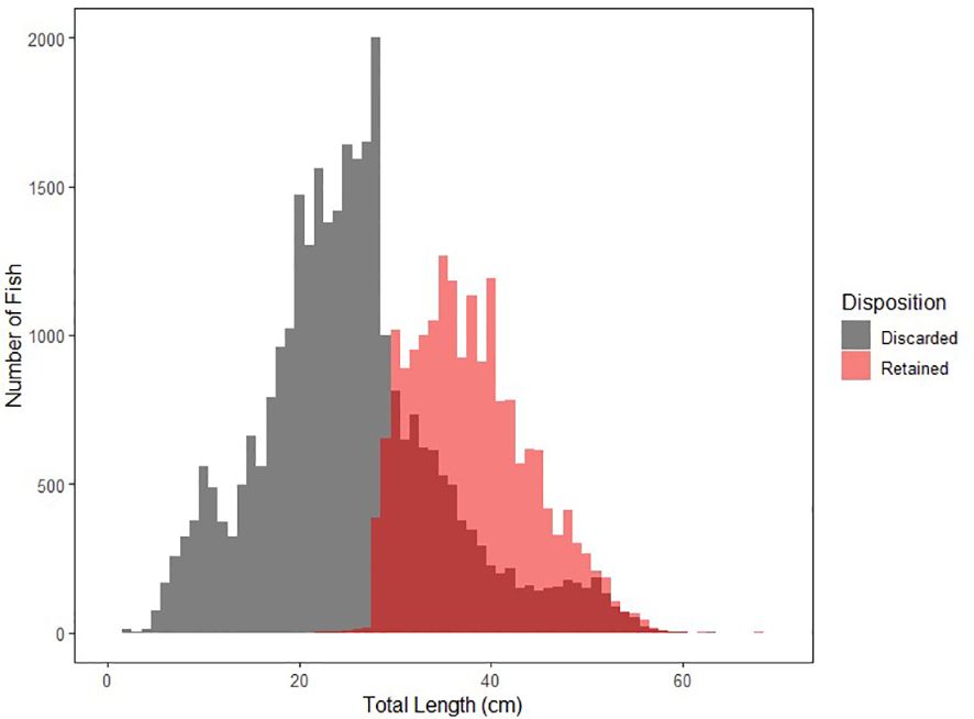 Histogram showing the number of fish by total length in centimeters. Grey bars represent discarded fish and red bars represent retained fish. Discarded fish are primarily shorter, while retained fish are typically longer, with the most common length for both around 30-40 cm. The y-axis ranges from 0 to 2000 fish.