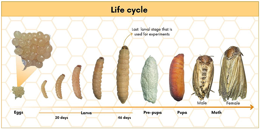Diagram and photos of an insect larva. Panel A shows a labeled illustration of the larva divided into head, thorax, and abdomen, with thoracic legs, prolegs, and last proleg marked. Panel B displays a hand in a glove holding a larva with a needle. Panel C shows a close-up of the larva with a darkened area on its body. A ruler marks measurement at the bottom of Panel A for scale.
