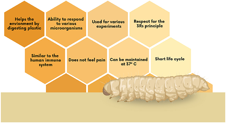 Illustration of a larva next to honeycomb-shaped text boxes with benefits of using it in experiments. Text includes: plastic digestion, microorganism response, experimental use, 3Rs principle, immune system similarity, lack of pain, maintenance at 37°C, short life cycle.