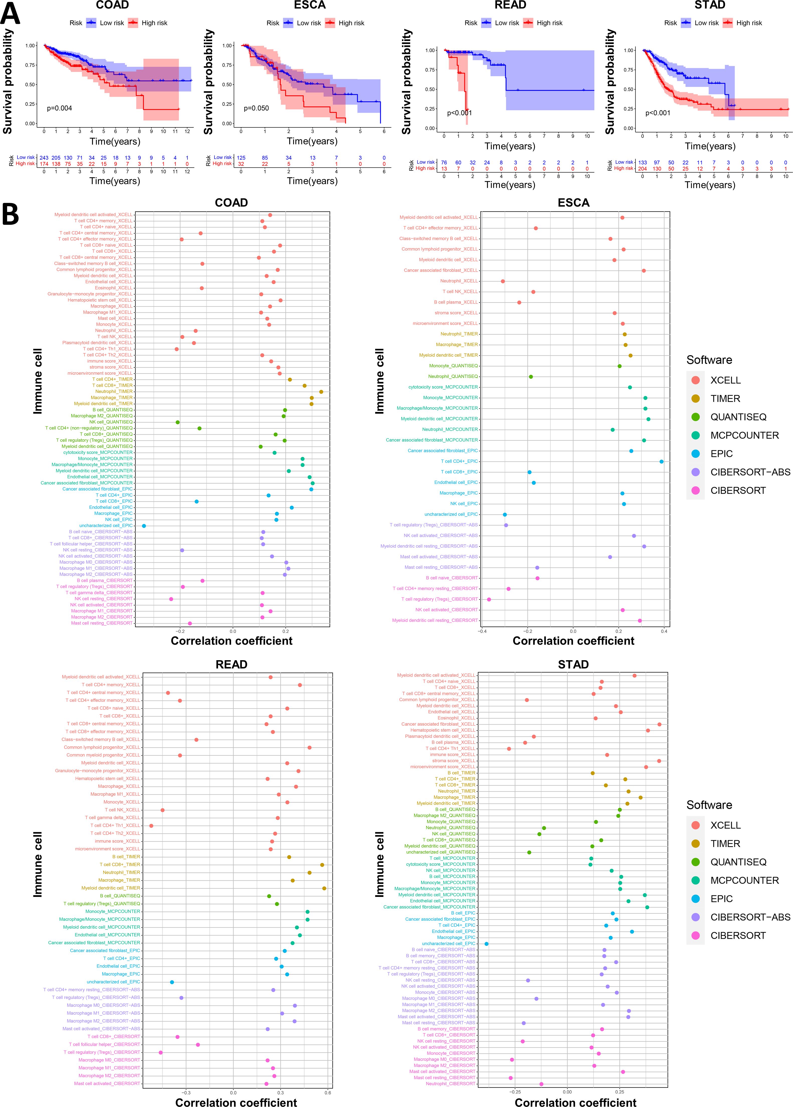 Figure A displays survival probability graphs for four cancer types (COAD, ESCA, READ, STAD), comparing high and low-risk groups over time. Figure B features correlation coefficient scatter plots for the same cancer types, demonstrating the relationship between immune cells and necro-lnc scores across different software tools.