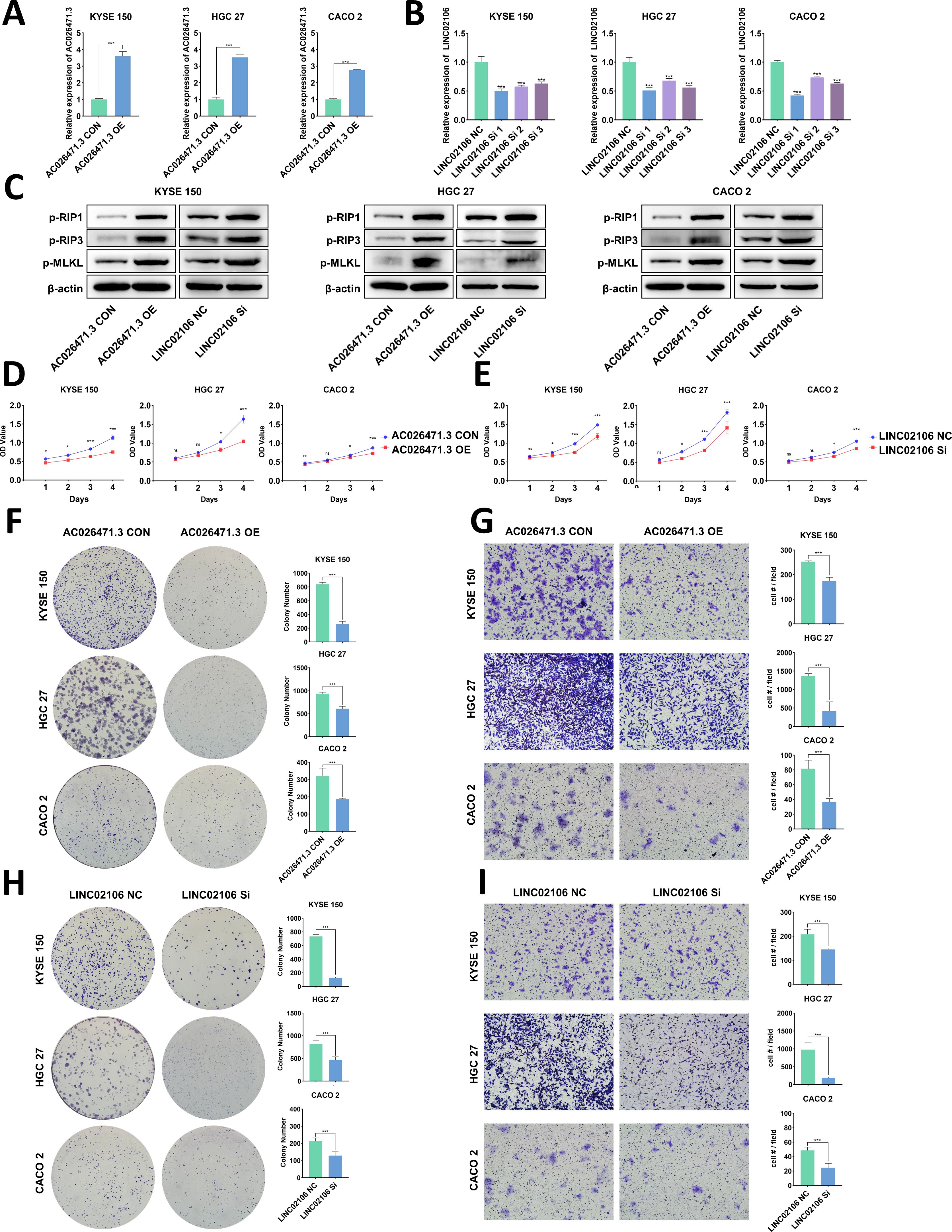 A multi-panel figure showing various experimental results. Panel A and B: Bar graphs illustrate the expression levels of AC026471.3 and LINC02106 in KYSE 150, HGC 27, and CACO 2 cells with different treatments, indicating significant changes. Panel C: Western blots showing protein levels of p-RIP1, p-RIP3, and p-MLKL in different cell lines under specified conditions with β-actin as a control. Panel D and E: Line graphs displaying cell proliferation over four days for different treatment groups in KYSE 150, HGC 27, and CACO 2. Panel F and H: Colony formation assays comparing control and treated conditions with corresponding bar graphs. Panel G and I: Migration assays with images showing cell migration for different conditions and corresponding quantified results in bar graphs.